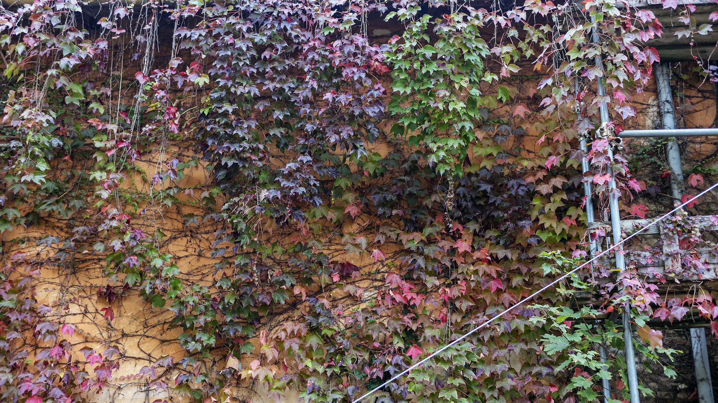 Villa delle Rose, vegetazione urbana