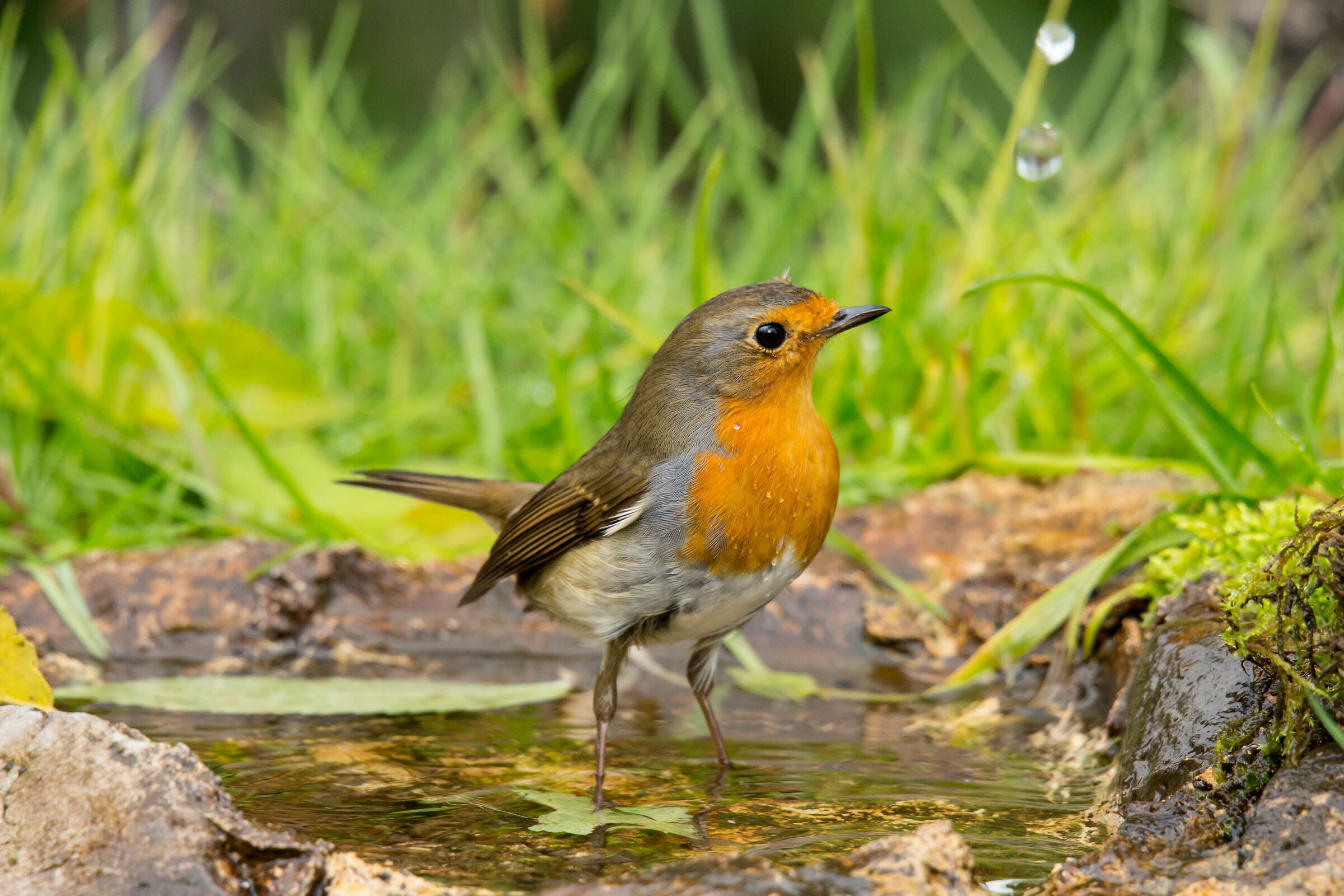 robin in the bathroom