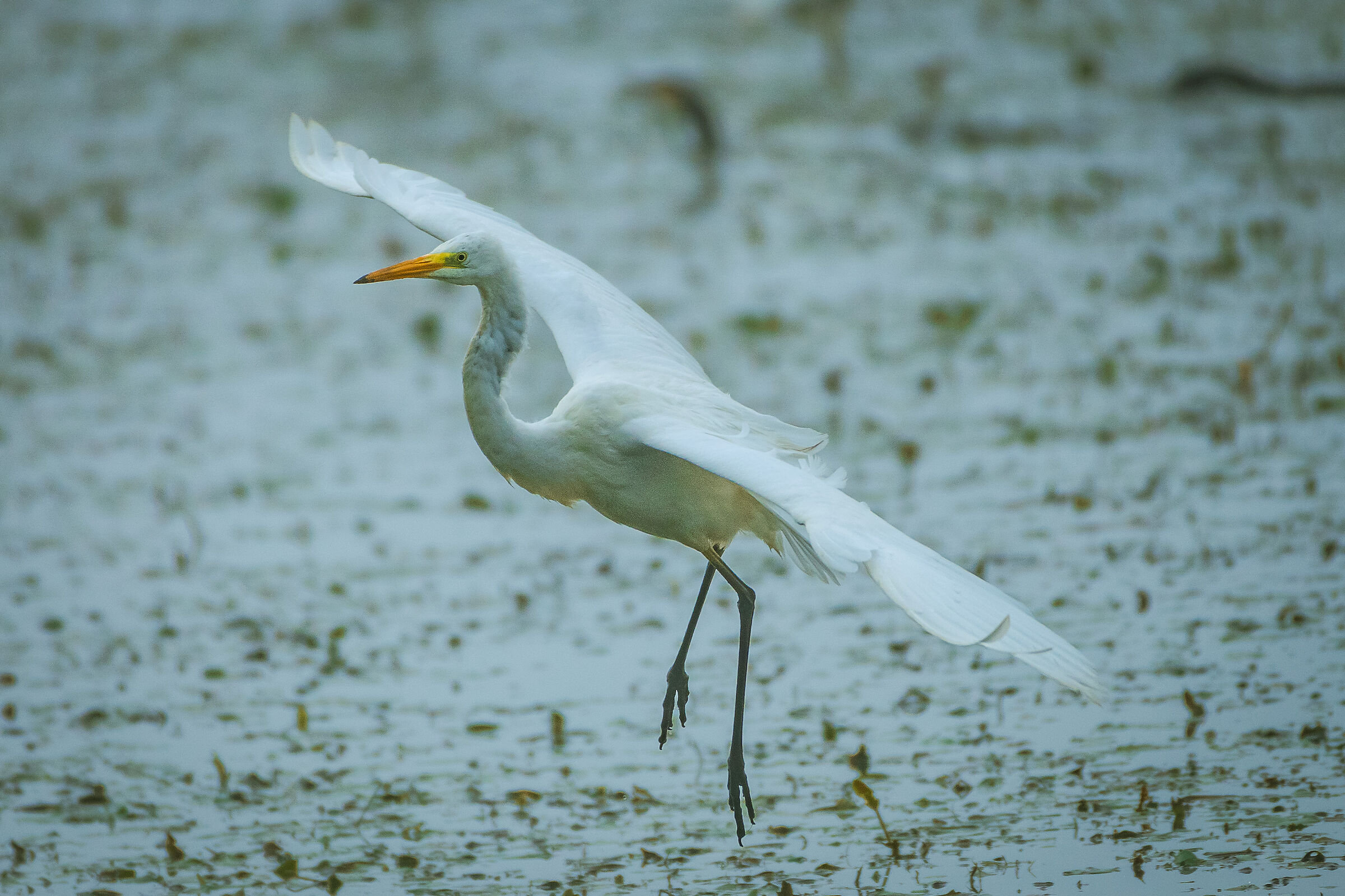 White heron