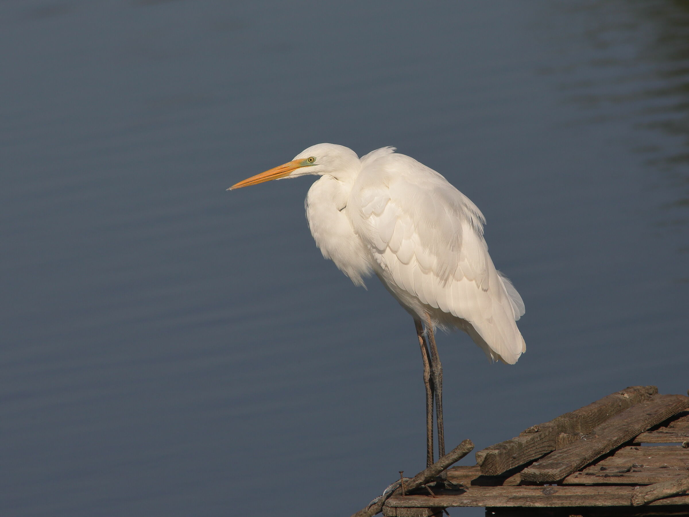 slate dawn major white heron