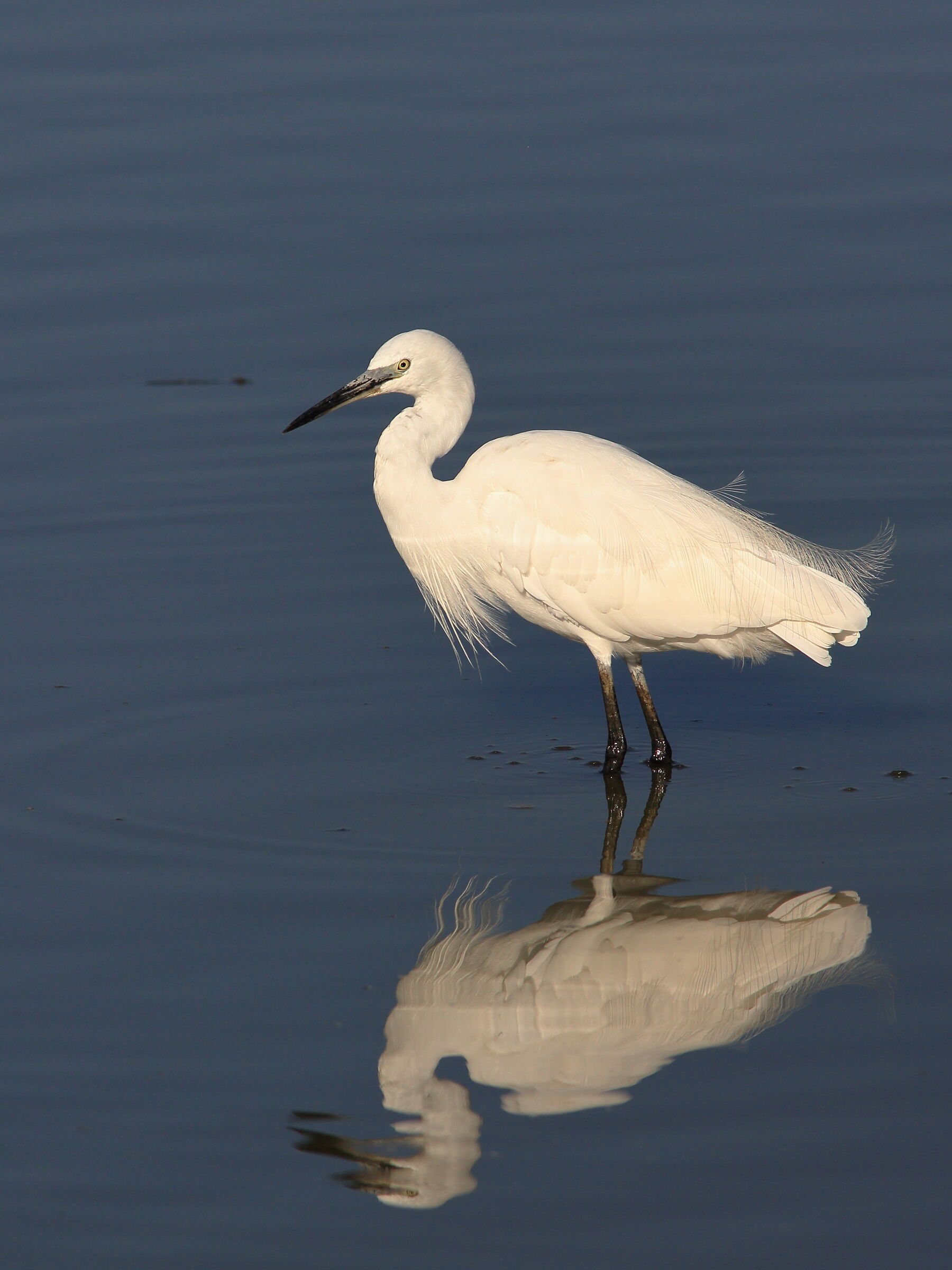 egretta egrets