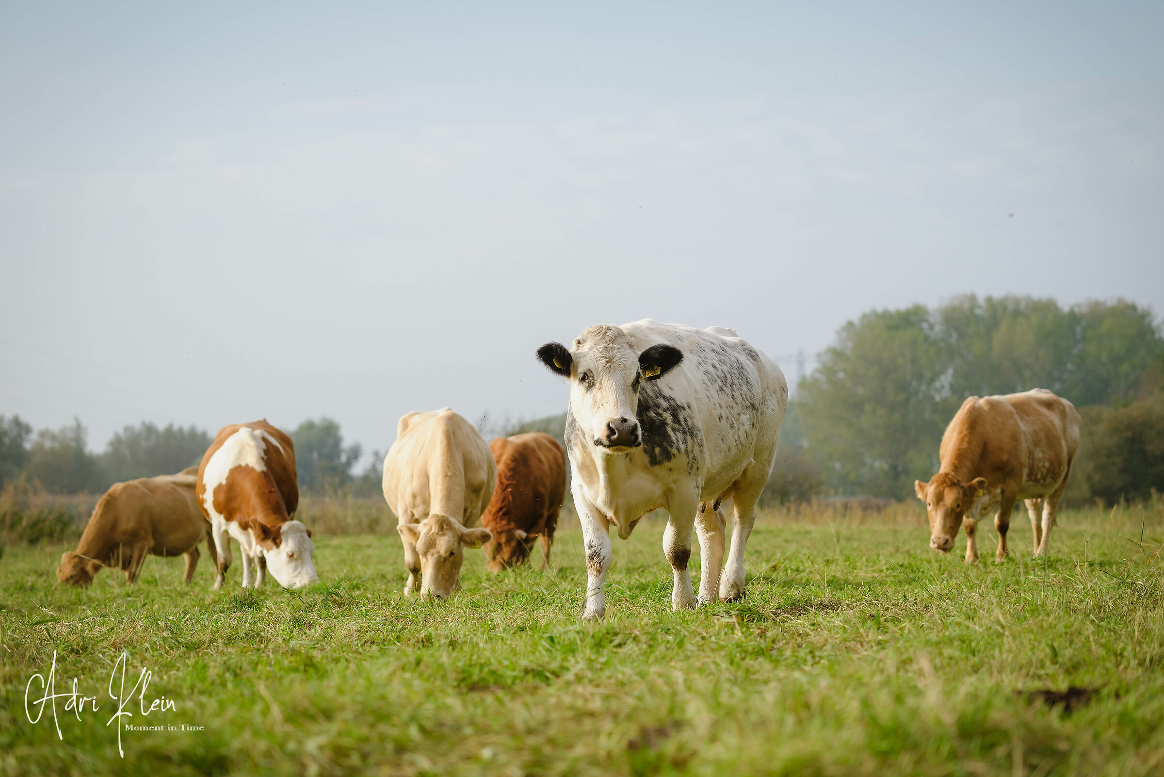 cows