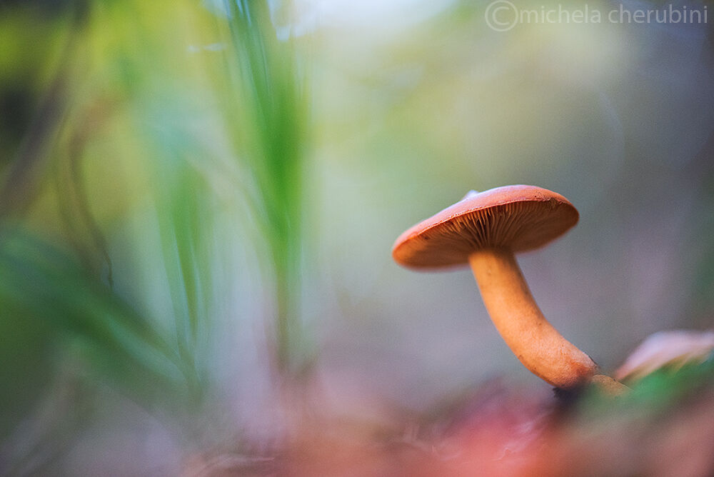 Mushroom