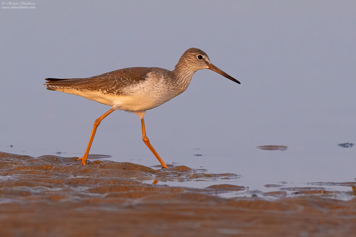 Common Redshank