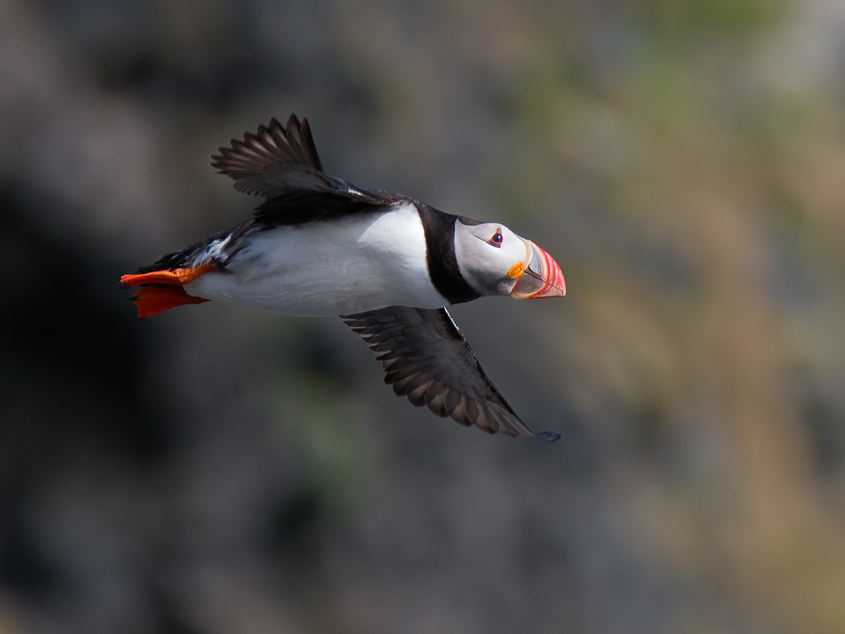 Sea flea in flight