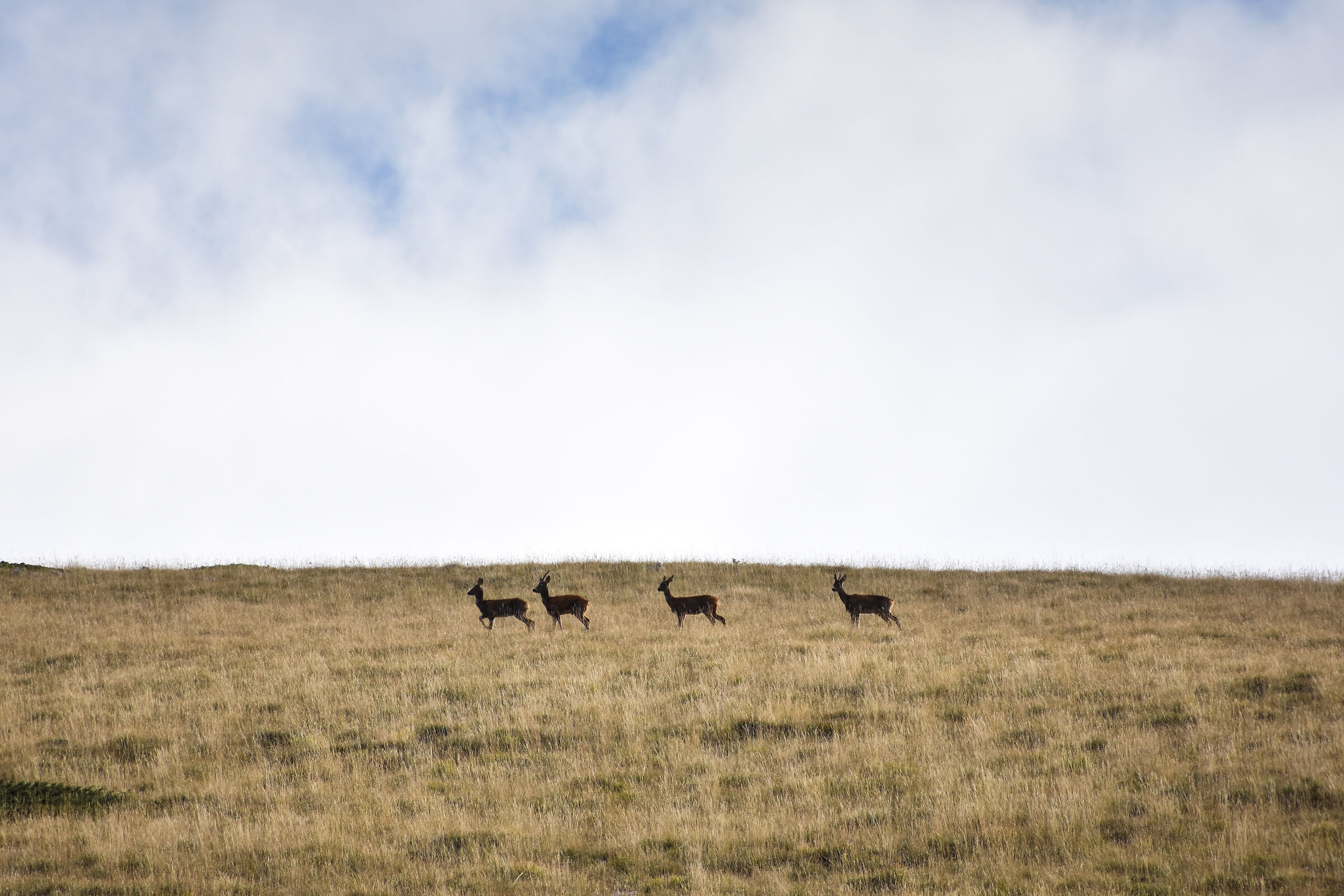 Caprioli sui monti della Marsica