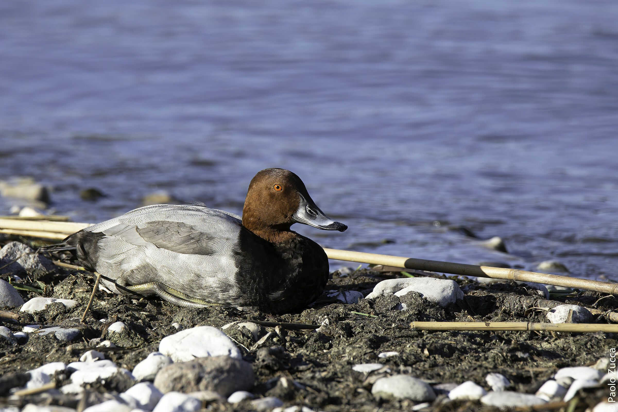 The watchful tranquility of the Moriglione