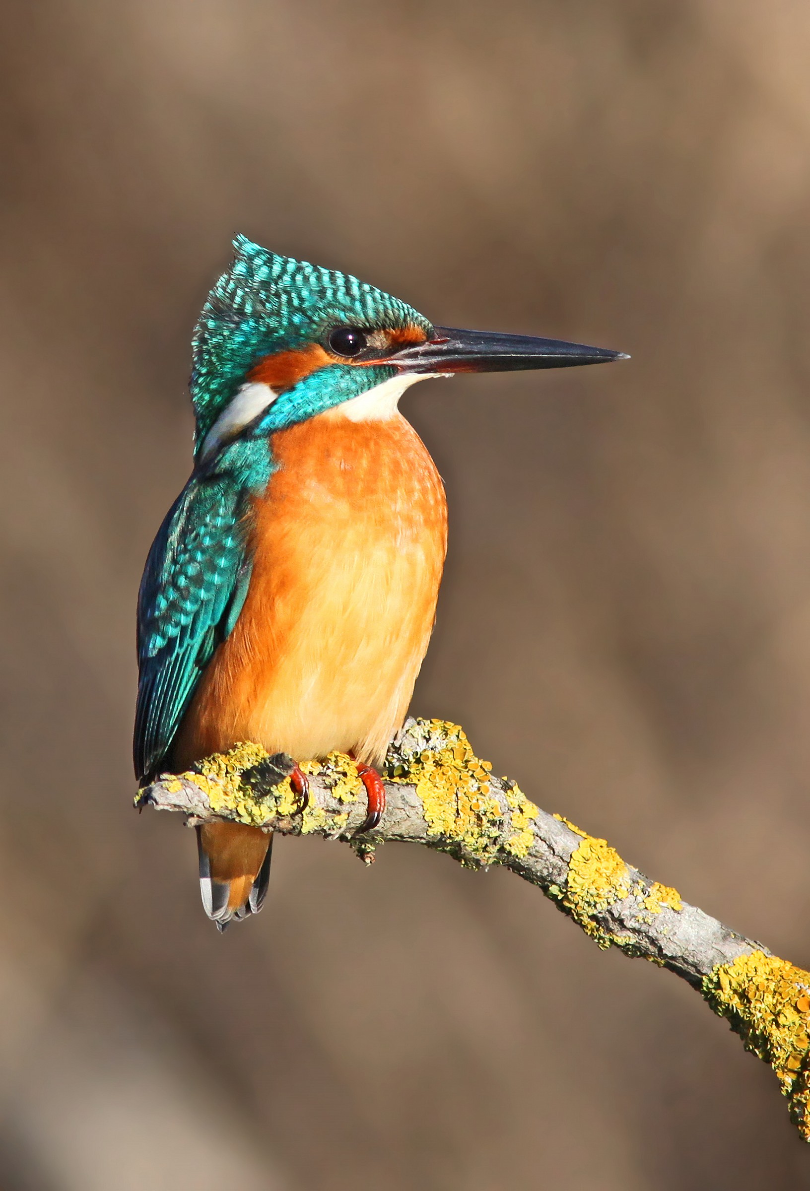 Kingfisher