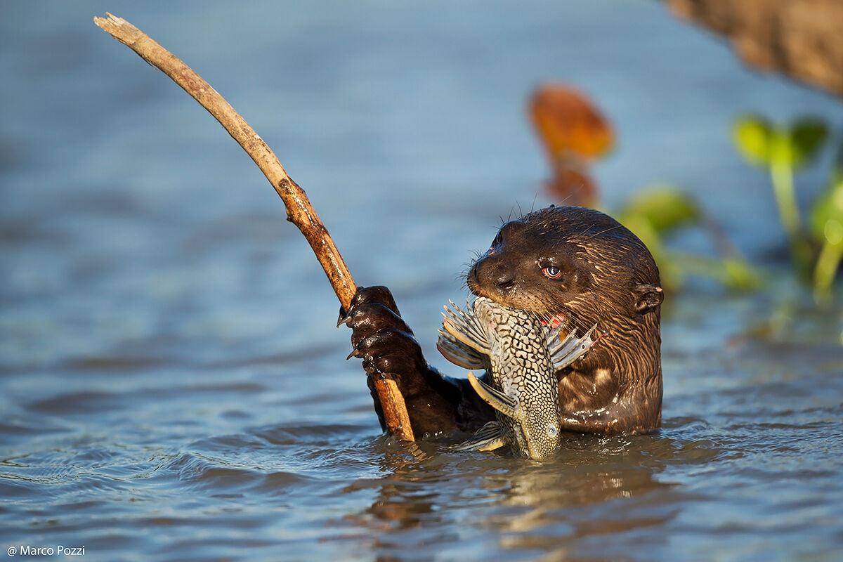 The wolf of the river