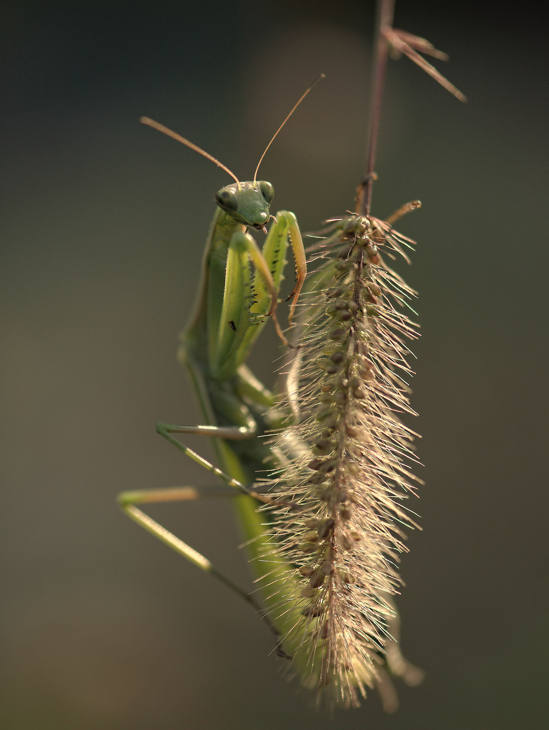 Religious mantis