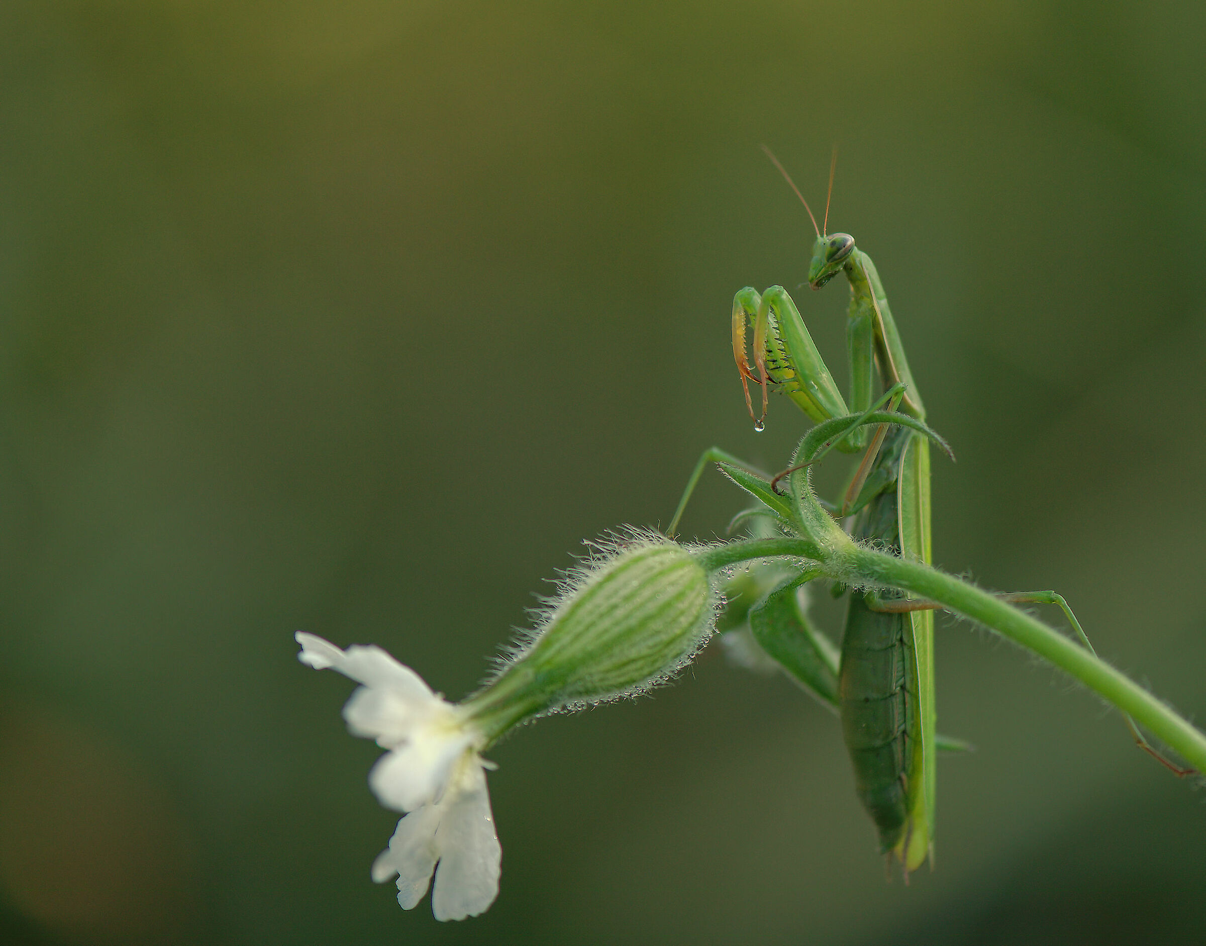 Religious mantis