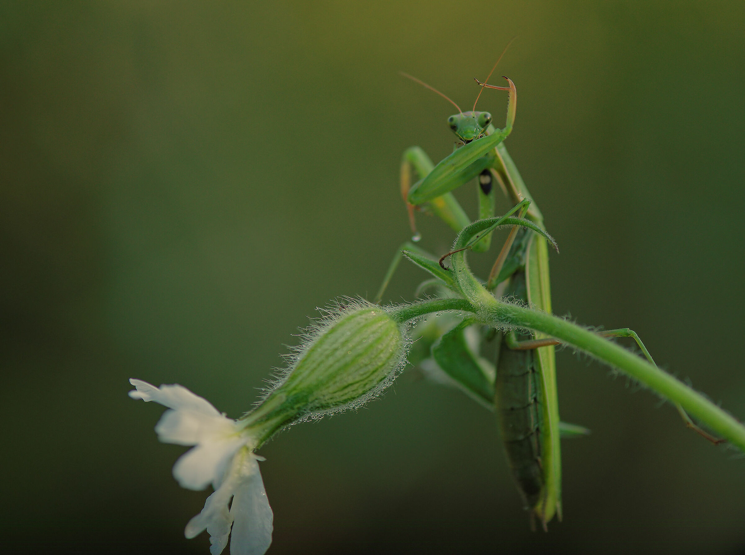 Religious mantis