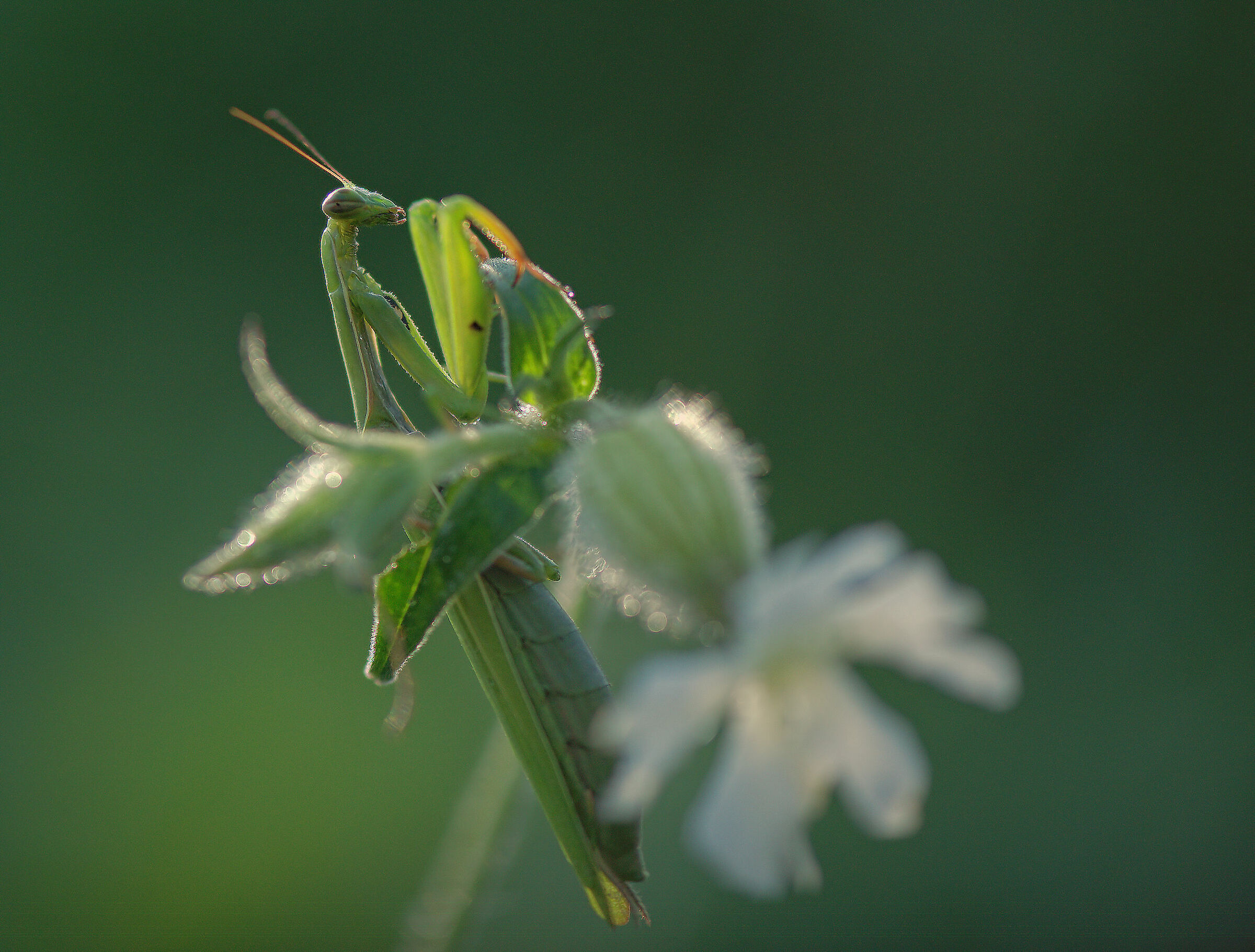 Religious mantis