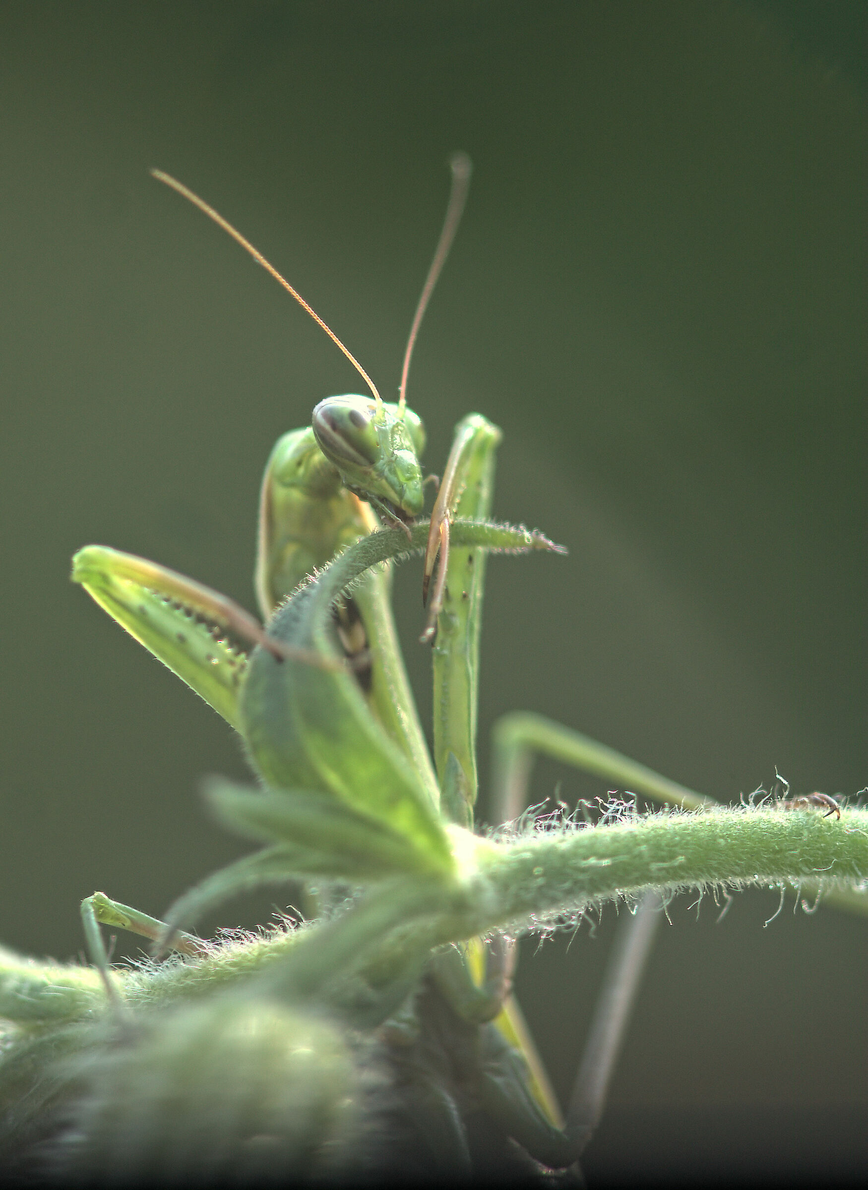 Religious mantis