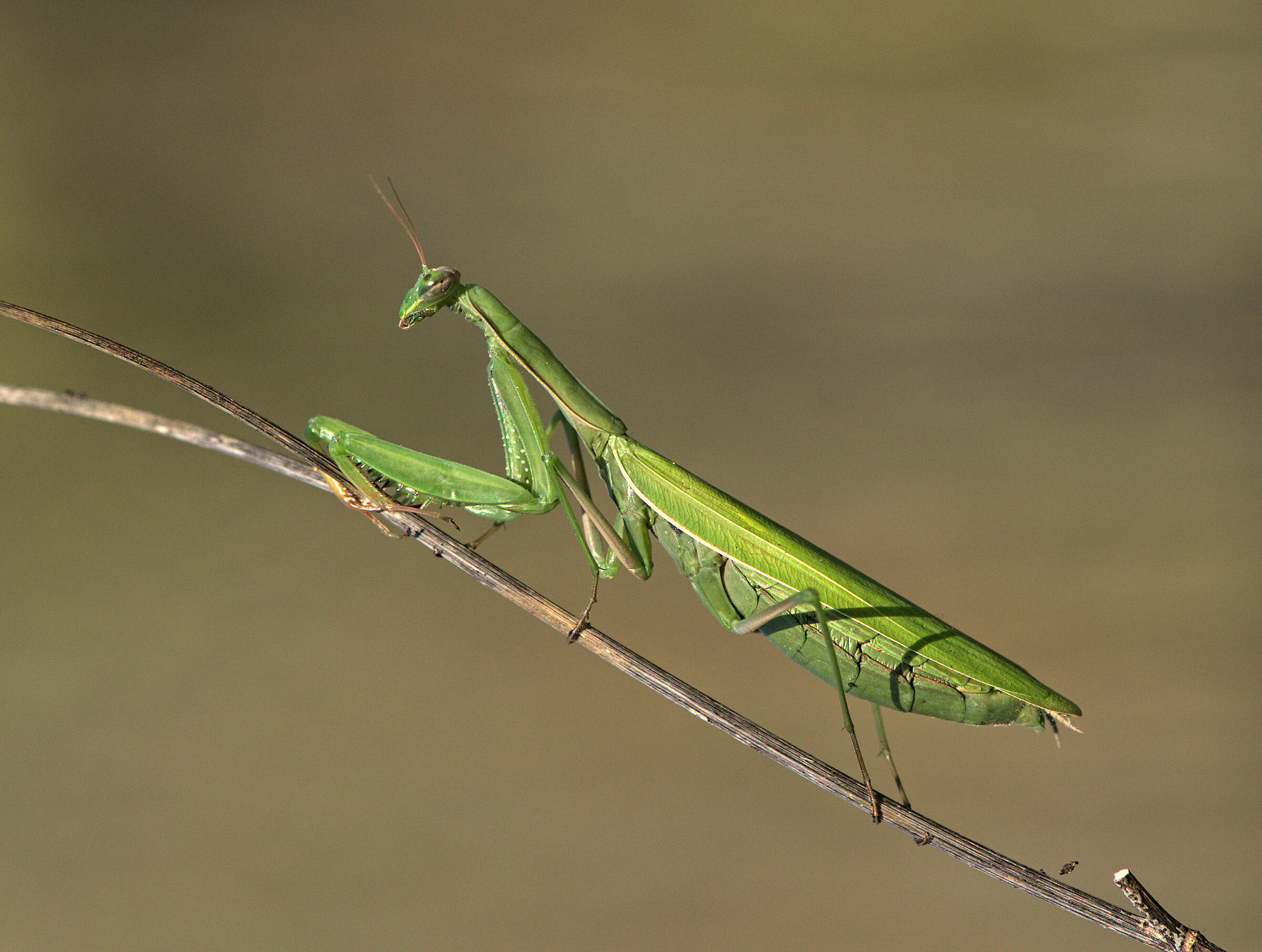 Religious mantis