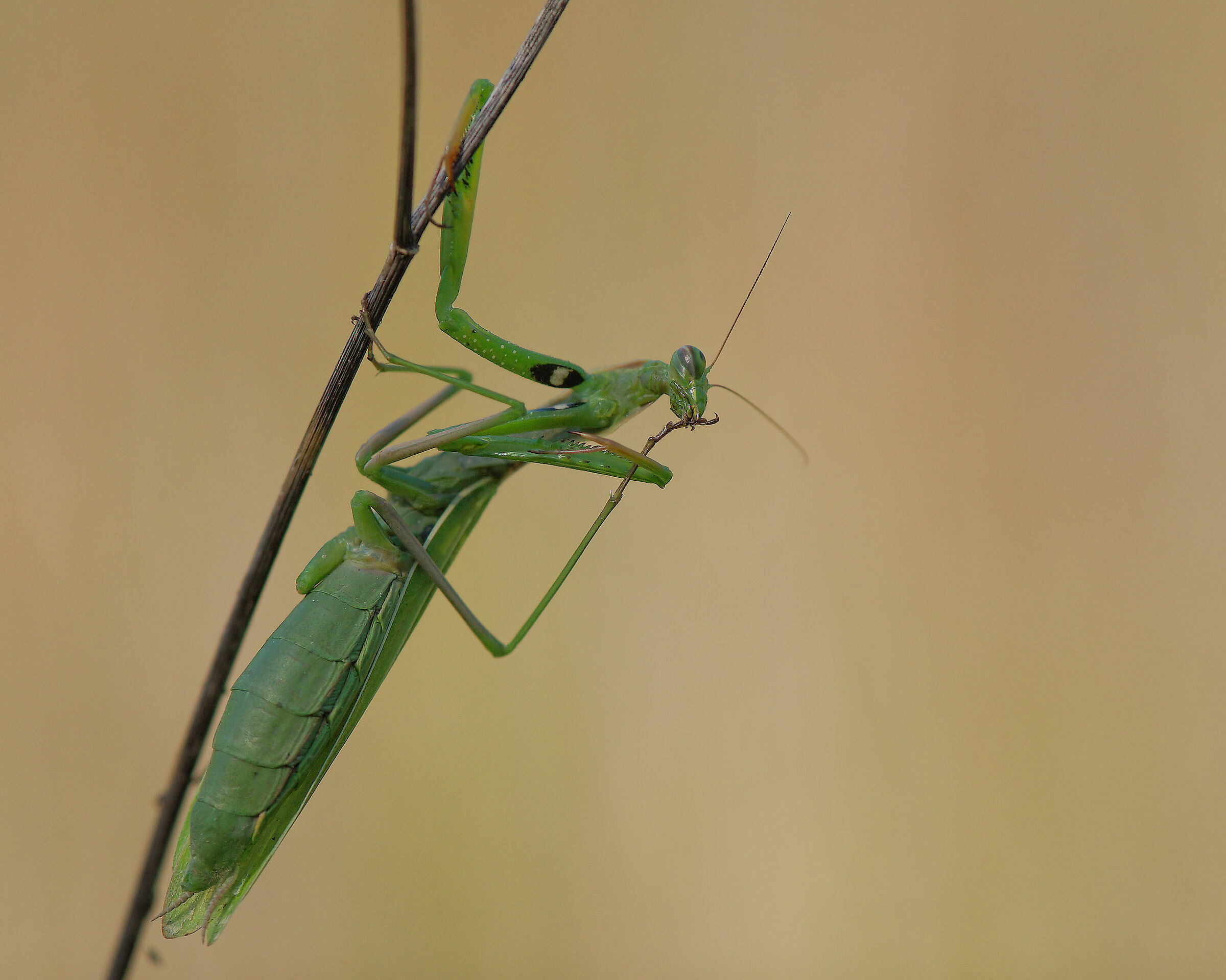 Religious mantis