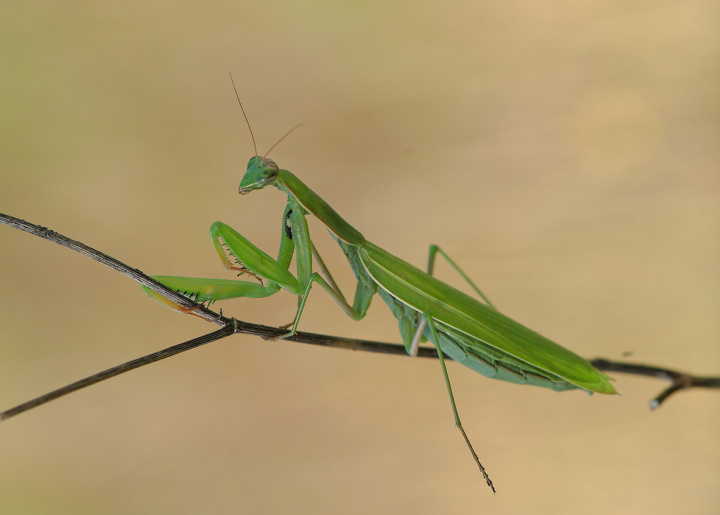 Religious mantis