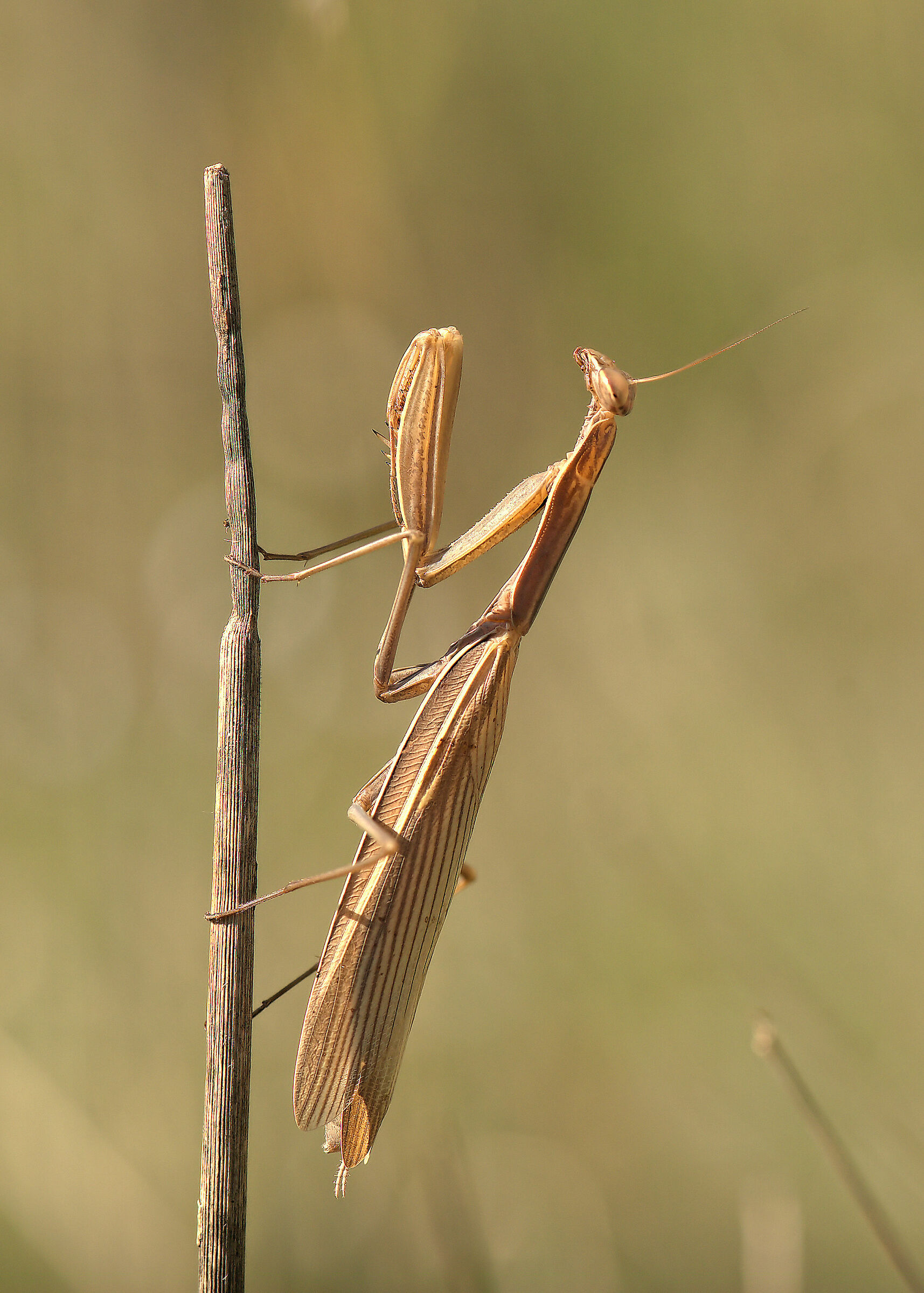Religious mantis