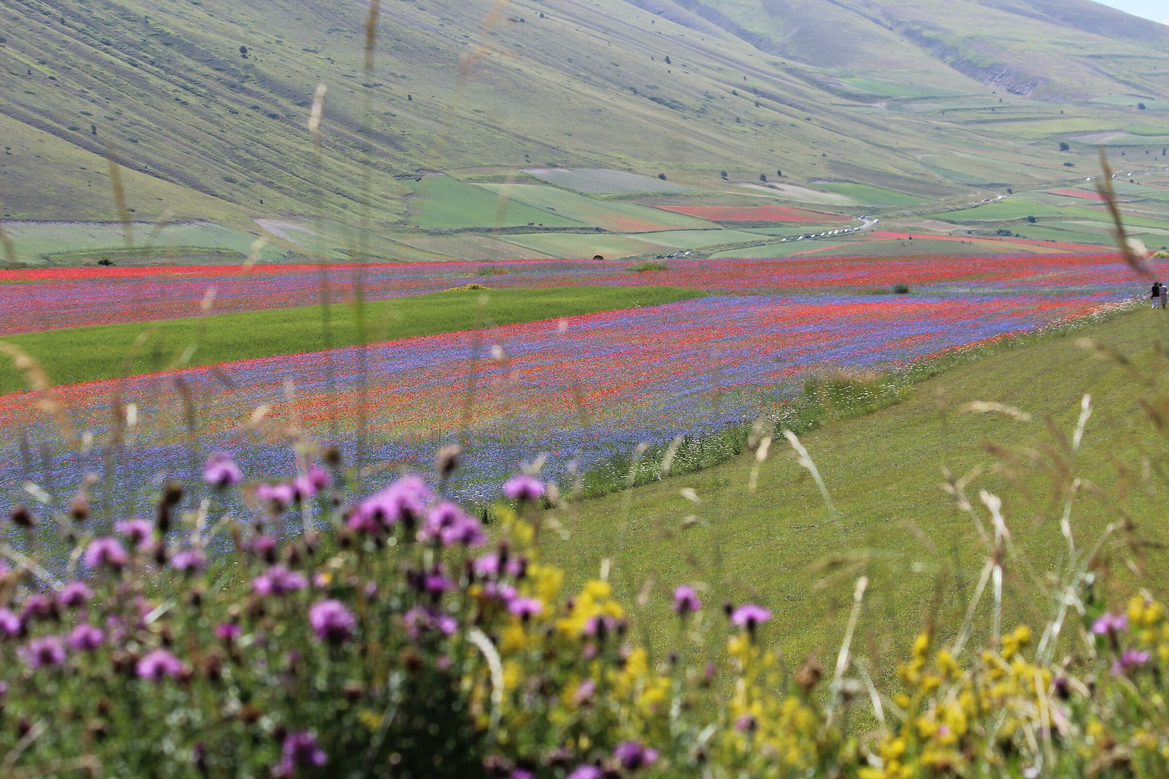 Viola in Castelluccio
