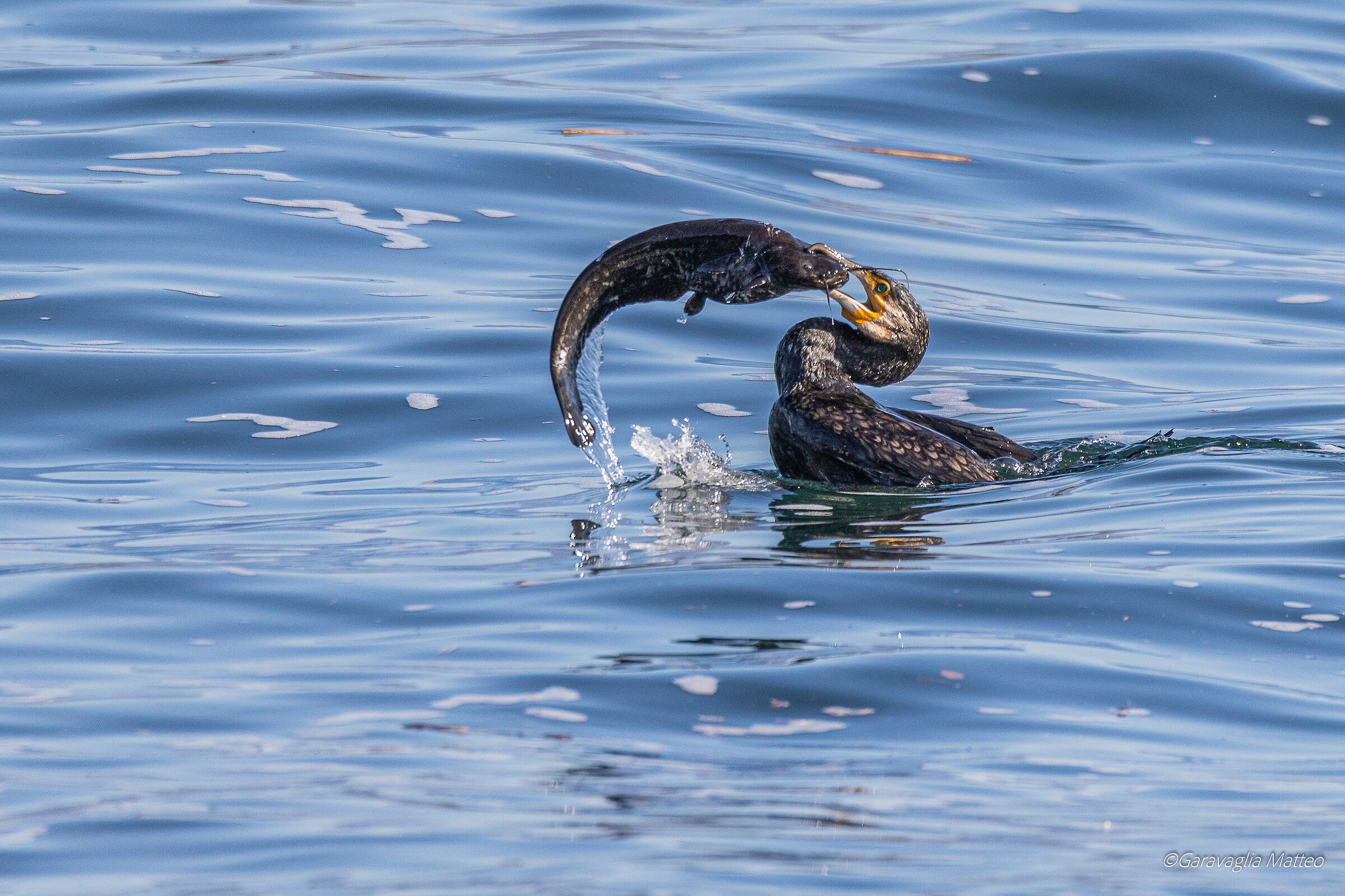 The Power of the Cormorant