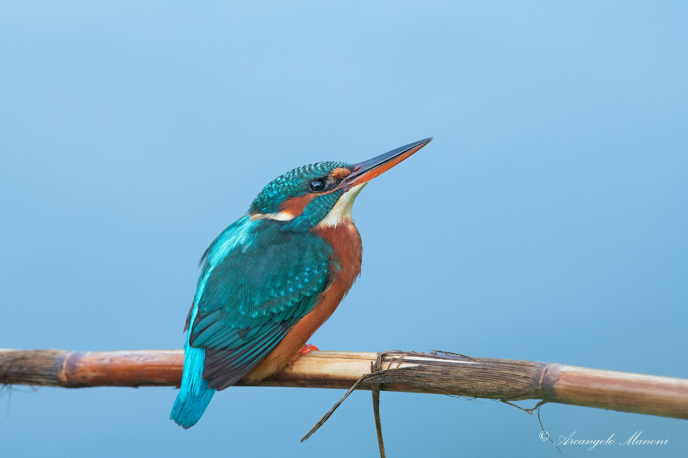 Martina in the Kingdom of Blue