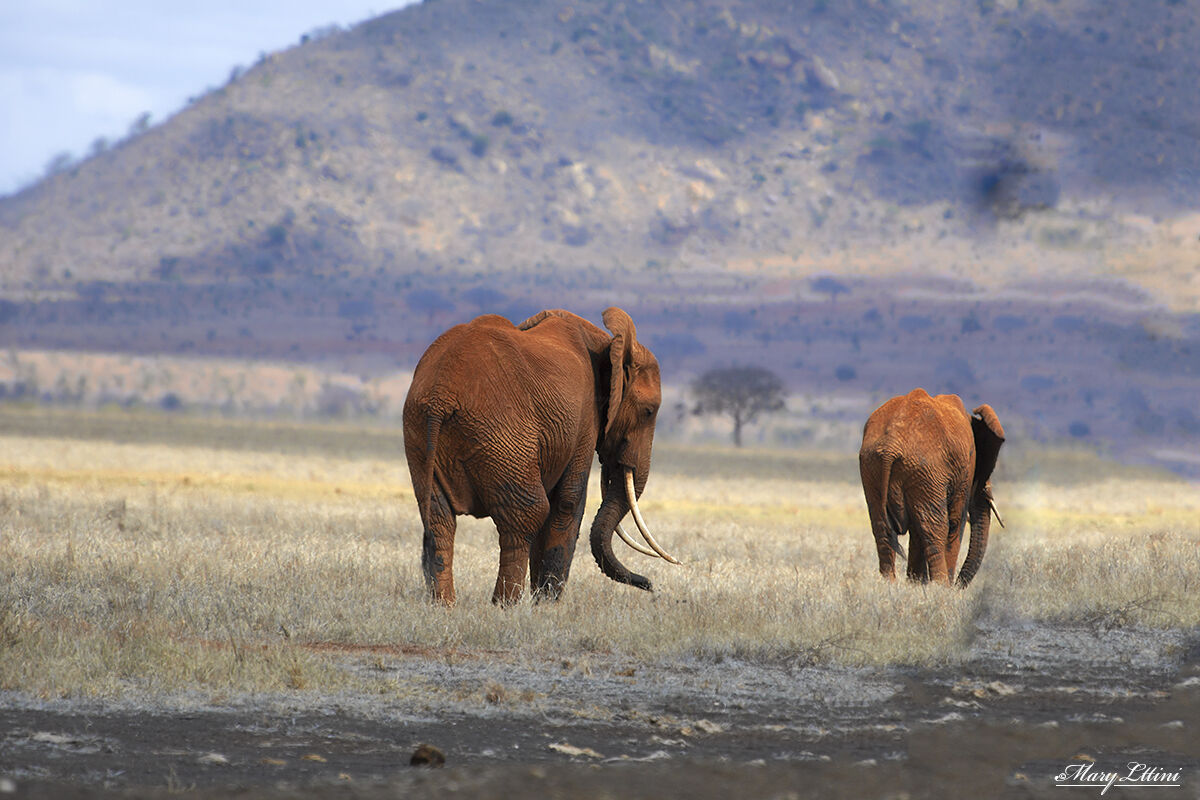 Walking in the savannah