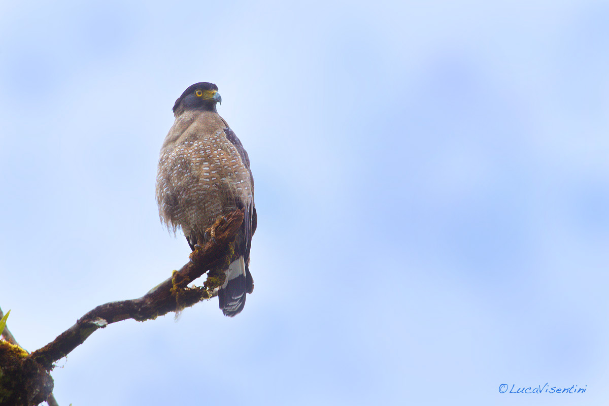 Crested serpent eagle