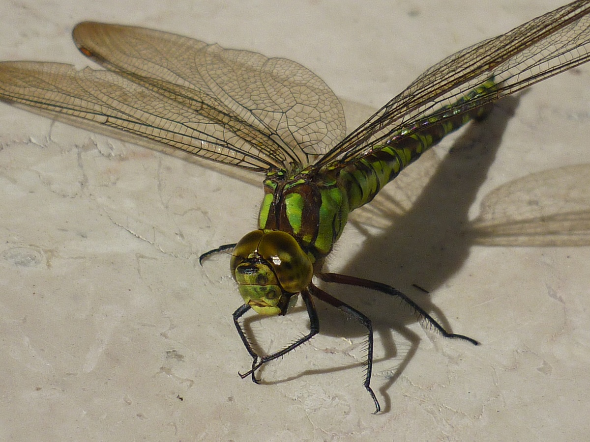 A dragonfly in the garden