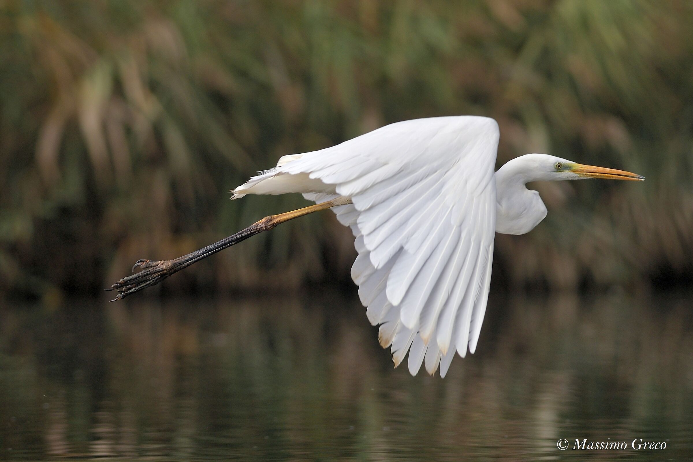 Major white heron