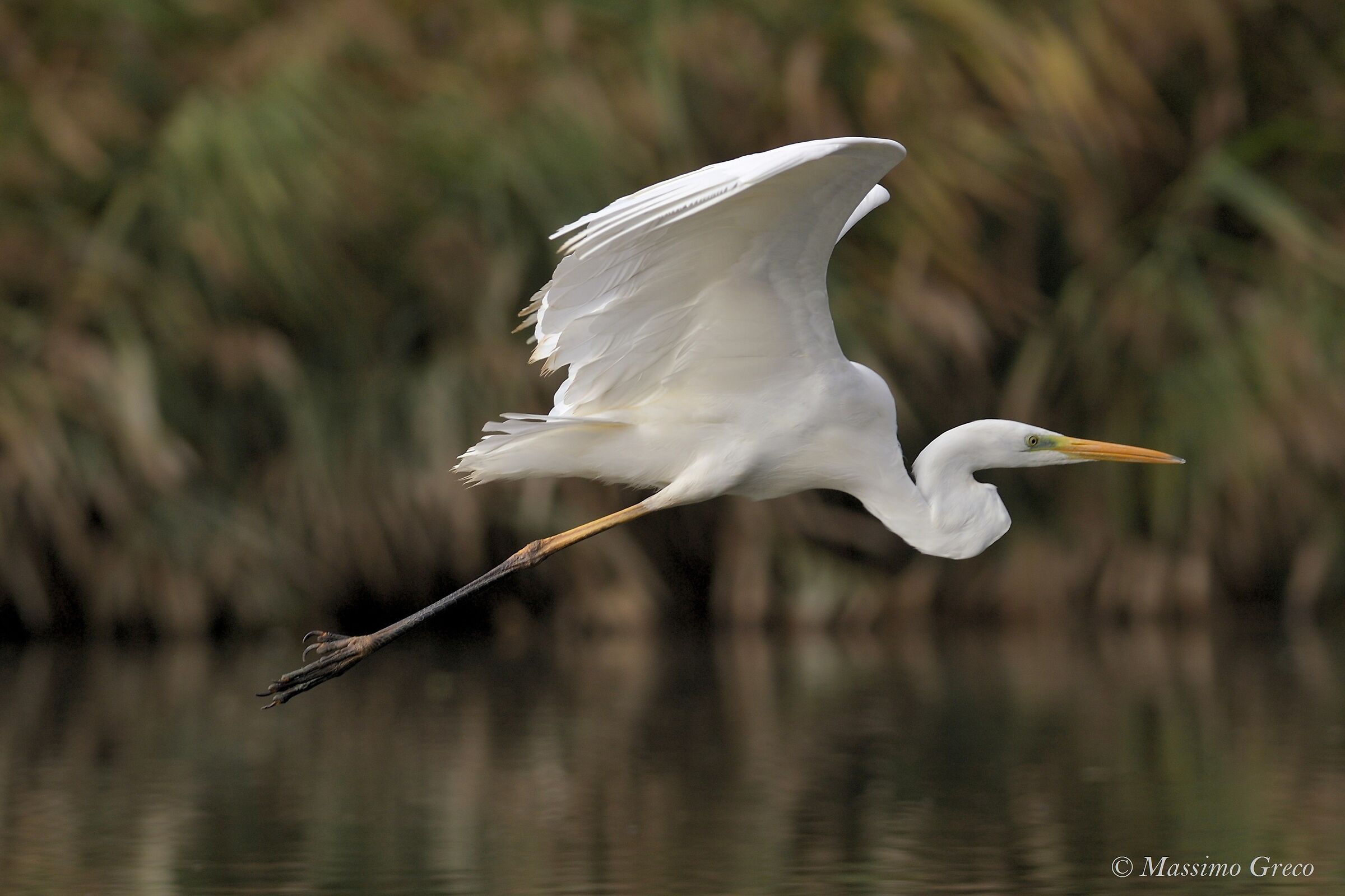 Major white heron