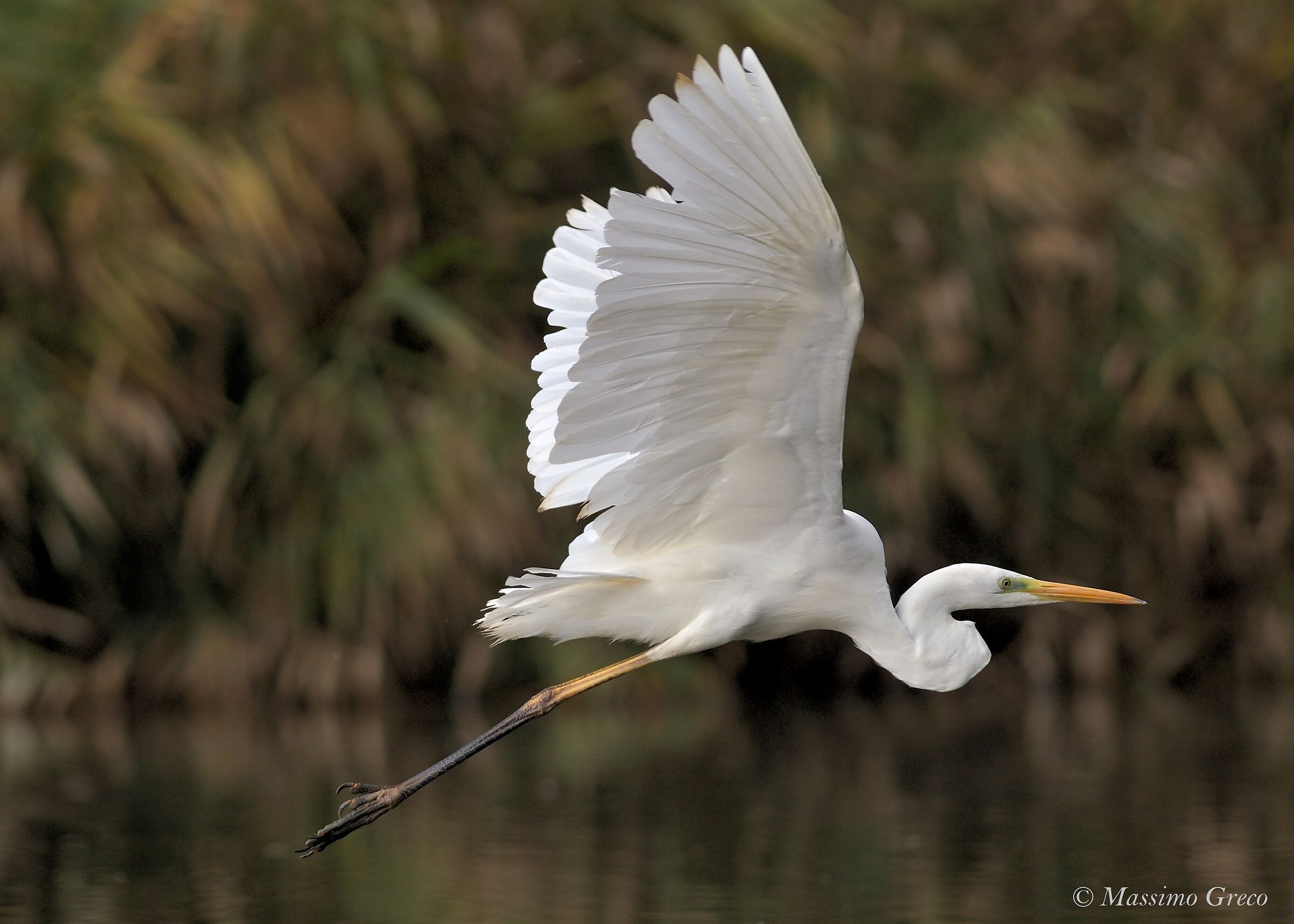 Major white heron