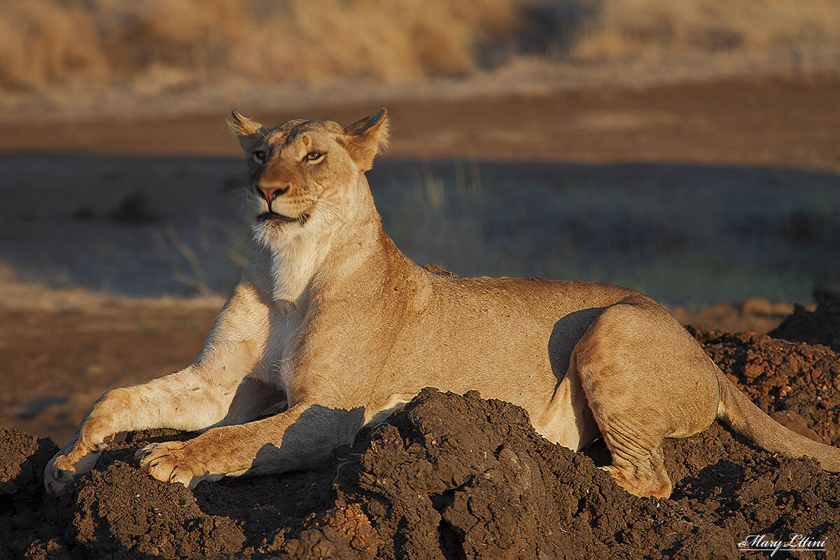 Majesty