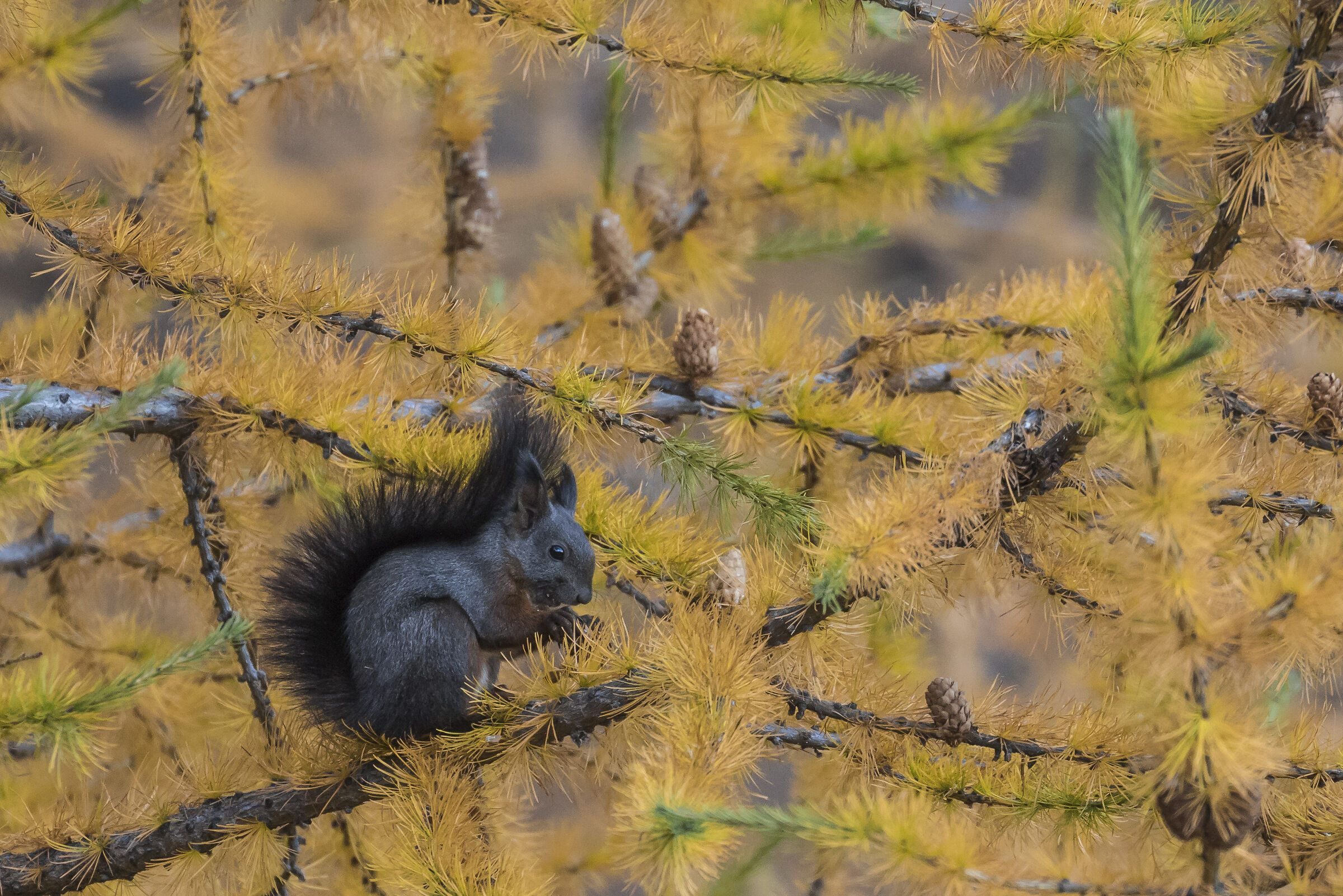 Colazione tra gli aghi dorati