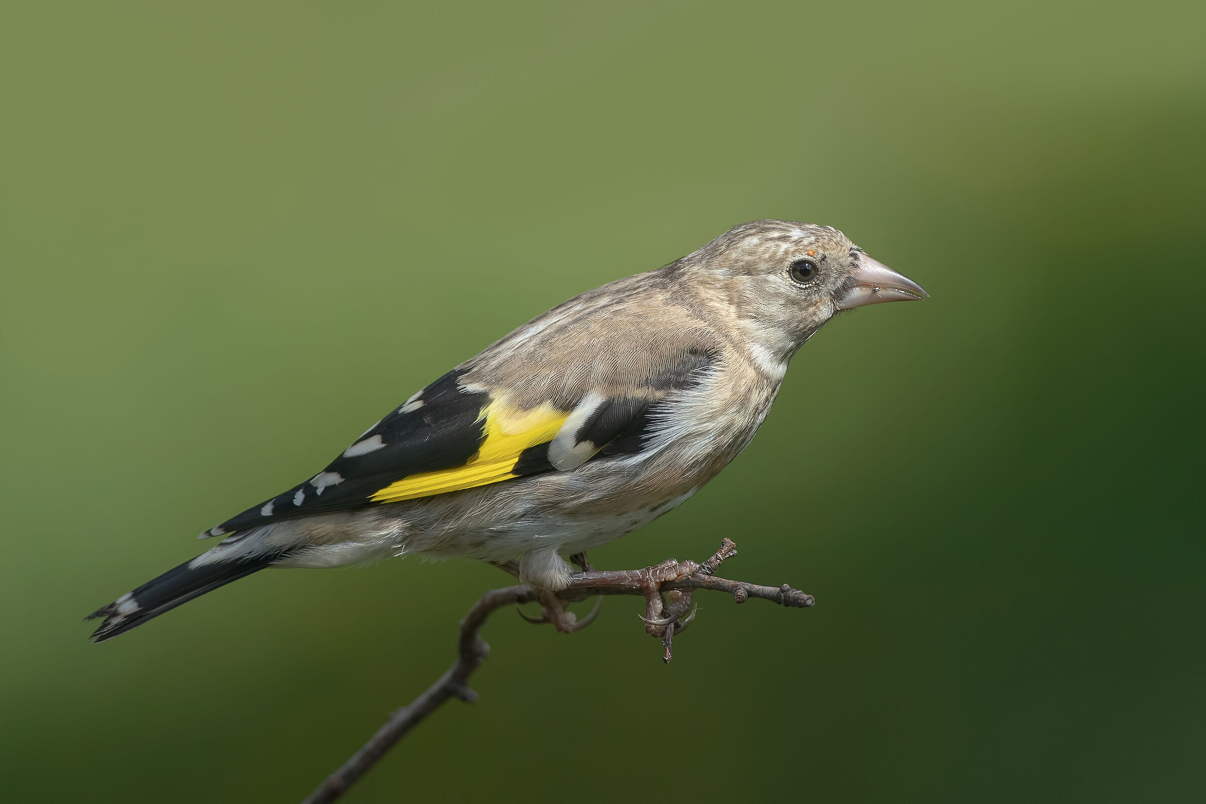 Cardellino maschio juv.