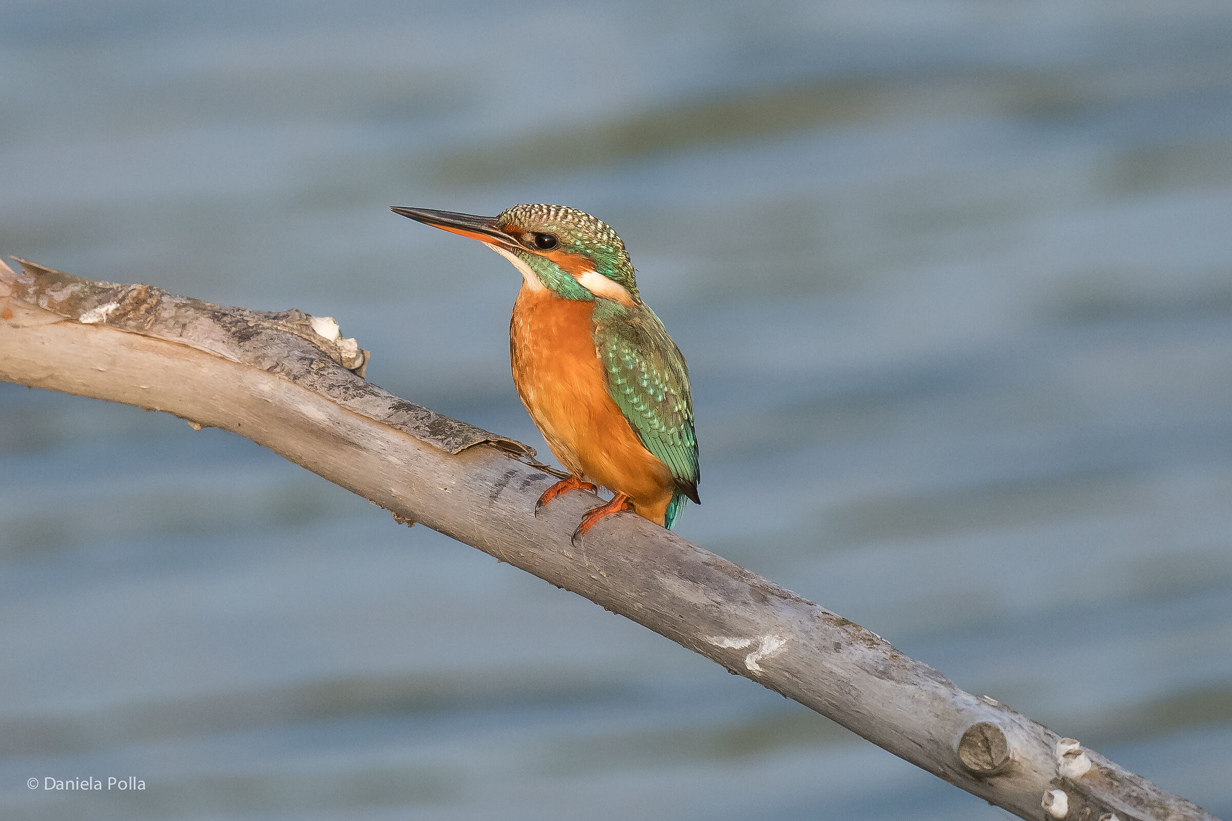 La Martina non si fa attendere