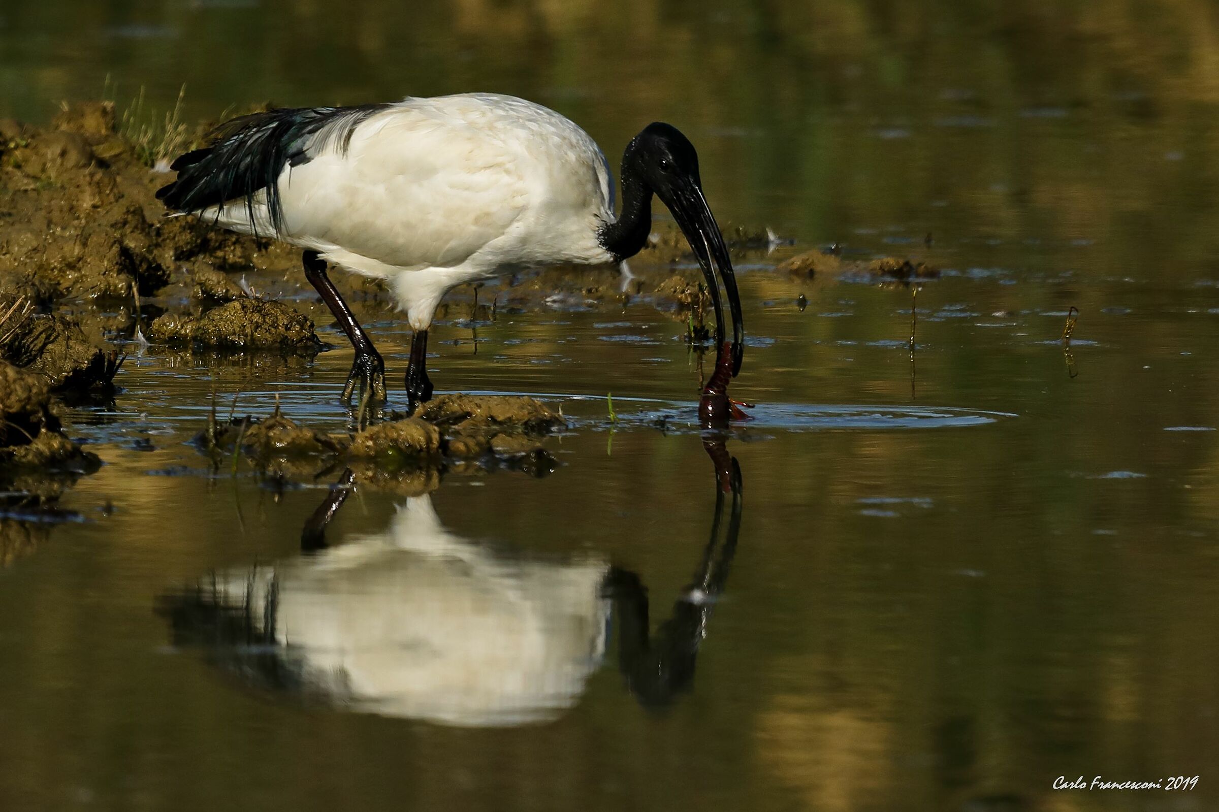 Un Ibis sempre piu' affamato