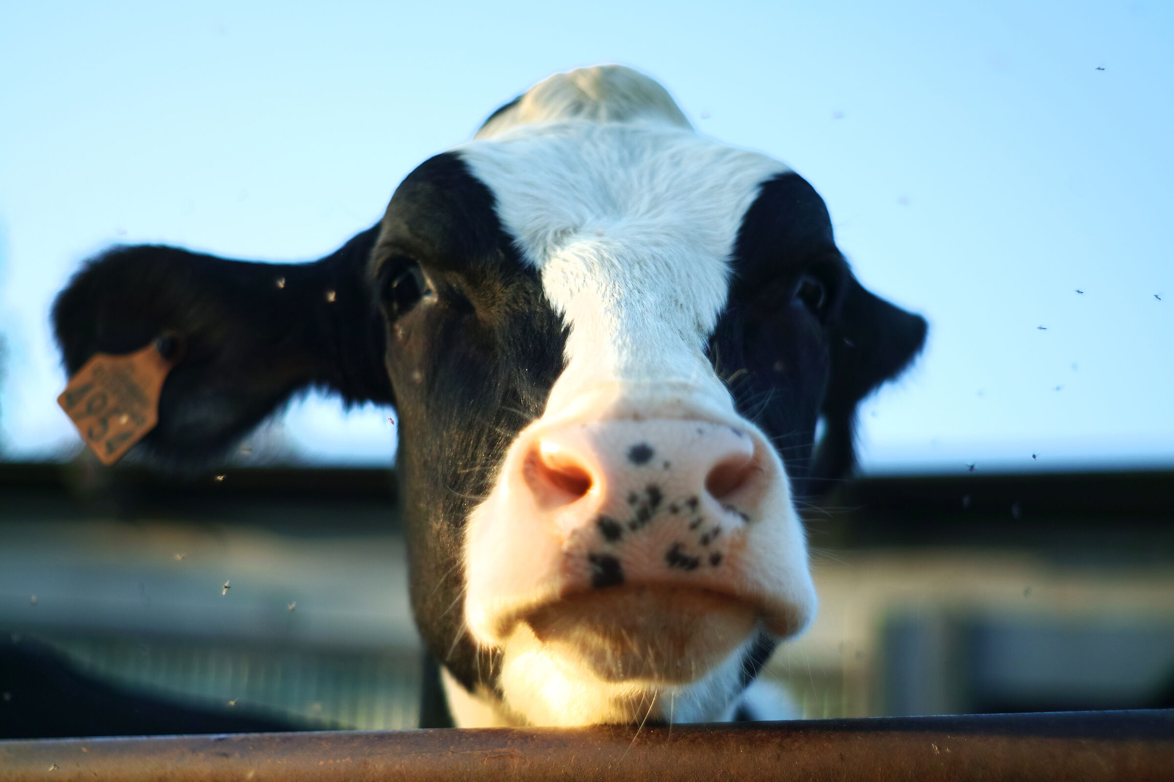 La Mucca Incuriosita