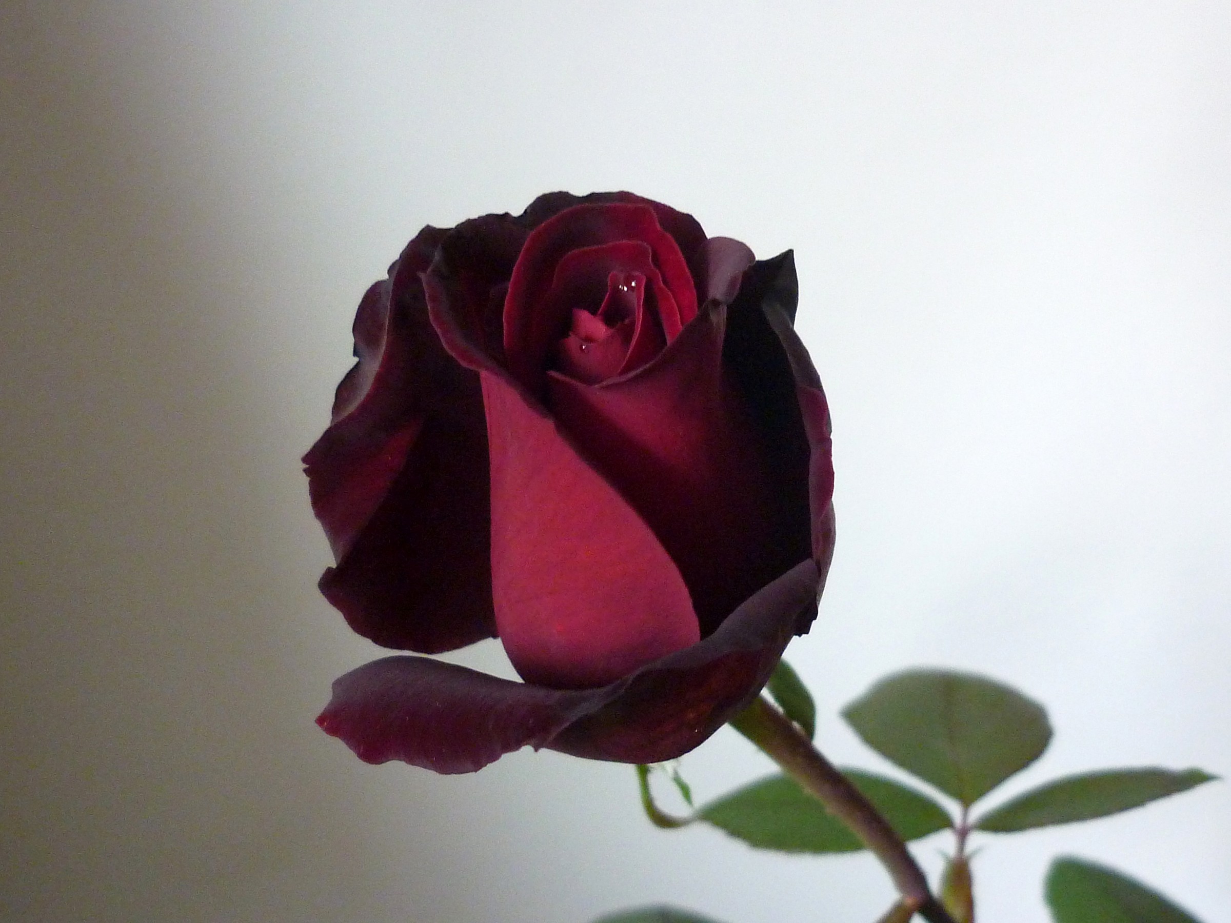 The black rose in my garden