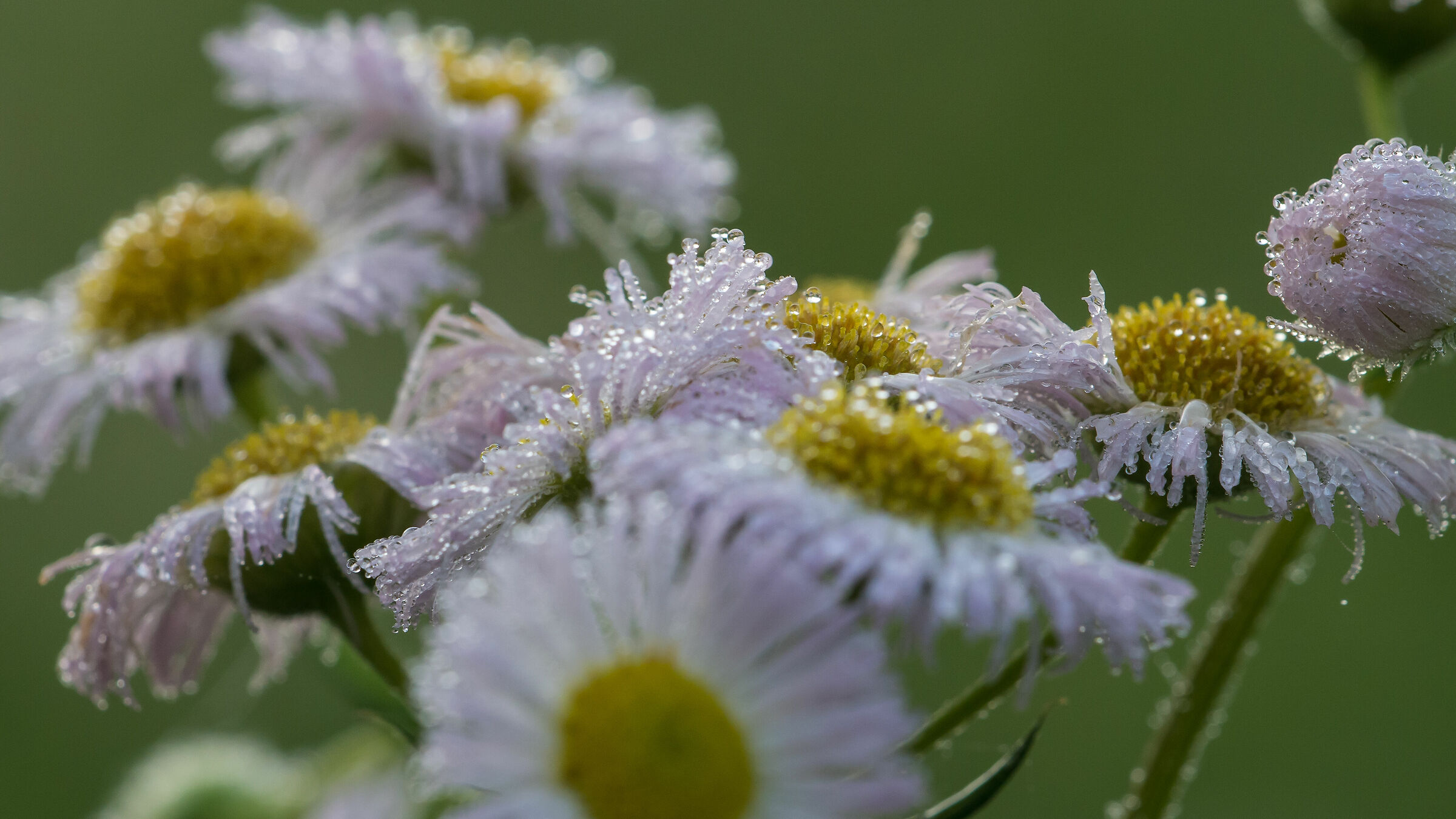 confusion of daisies