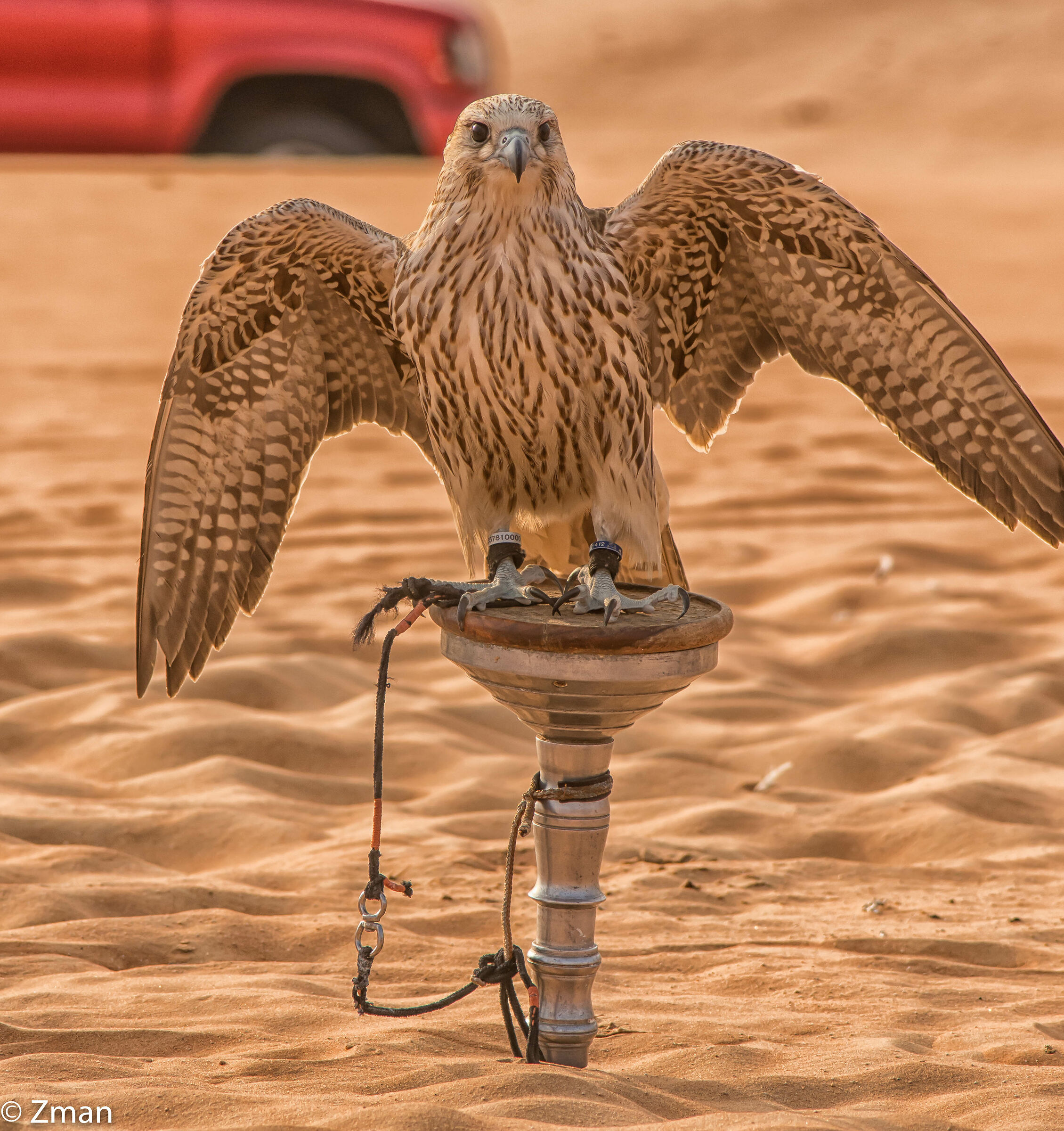 Shaheen The Falcon