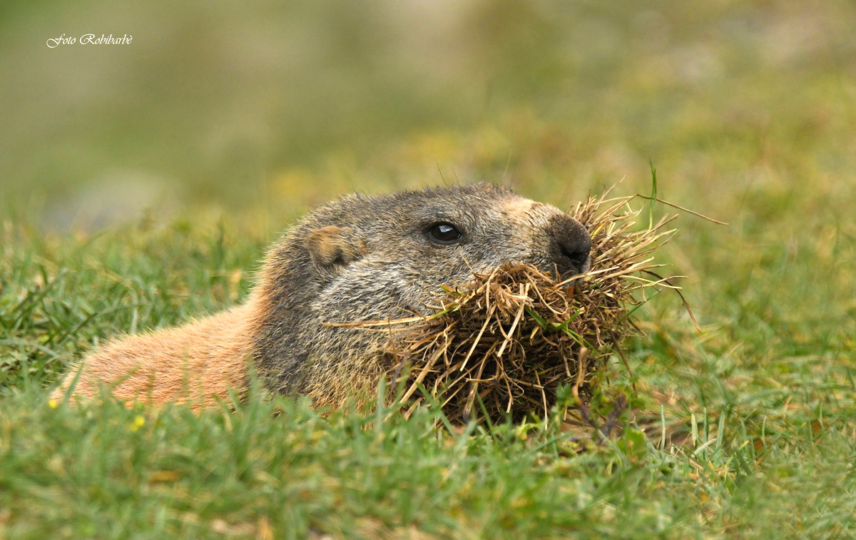 Marmot....