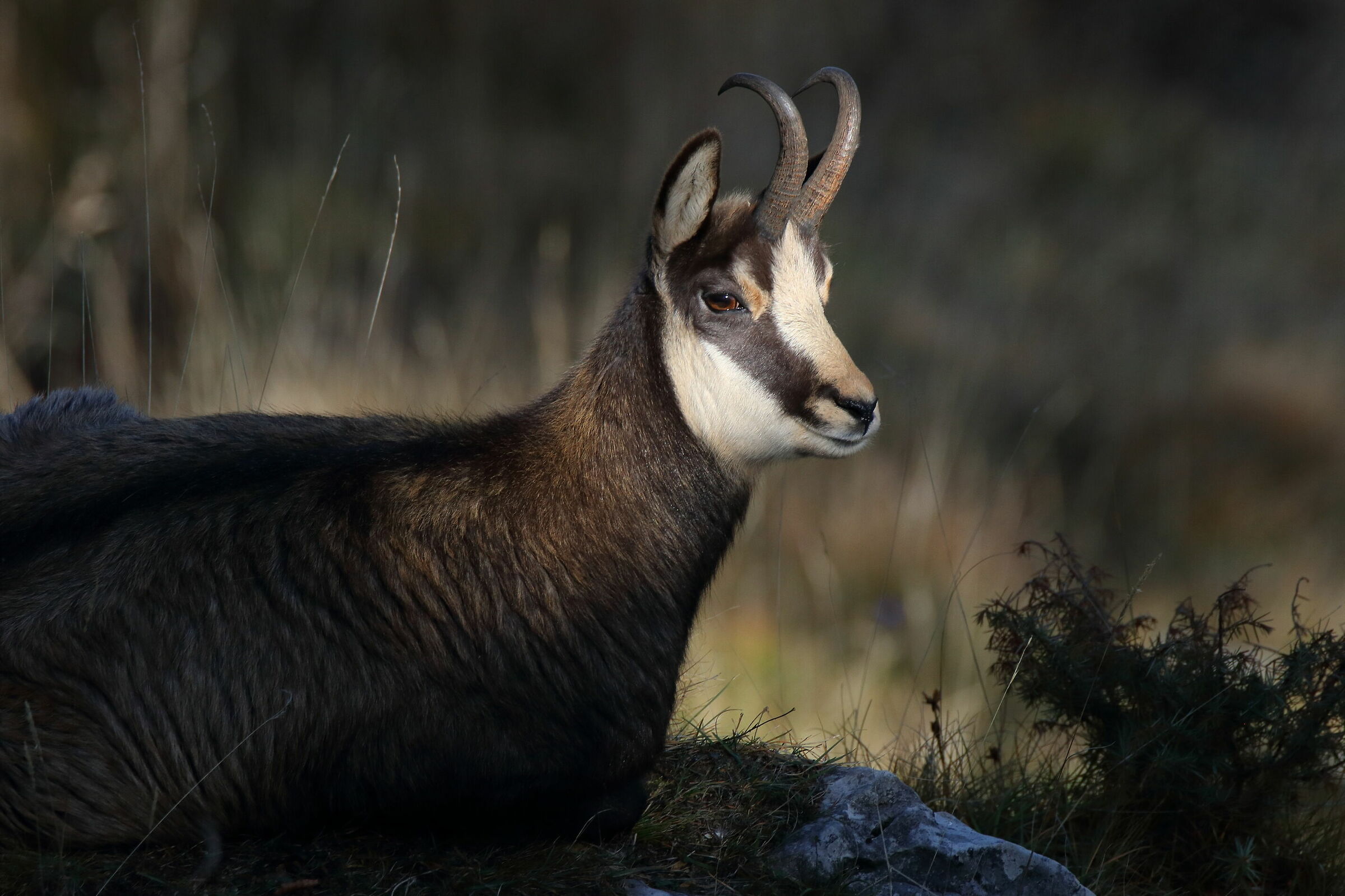 ..stavo riposando...