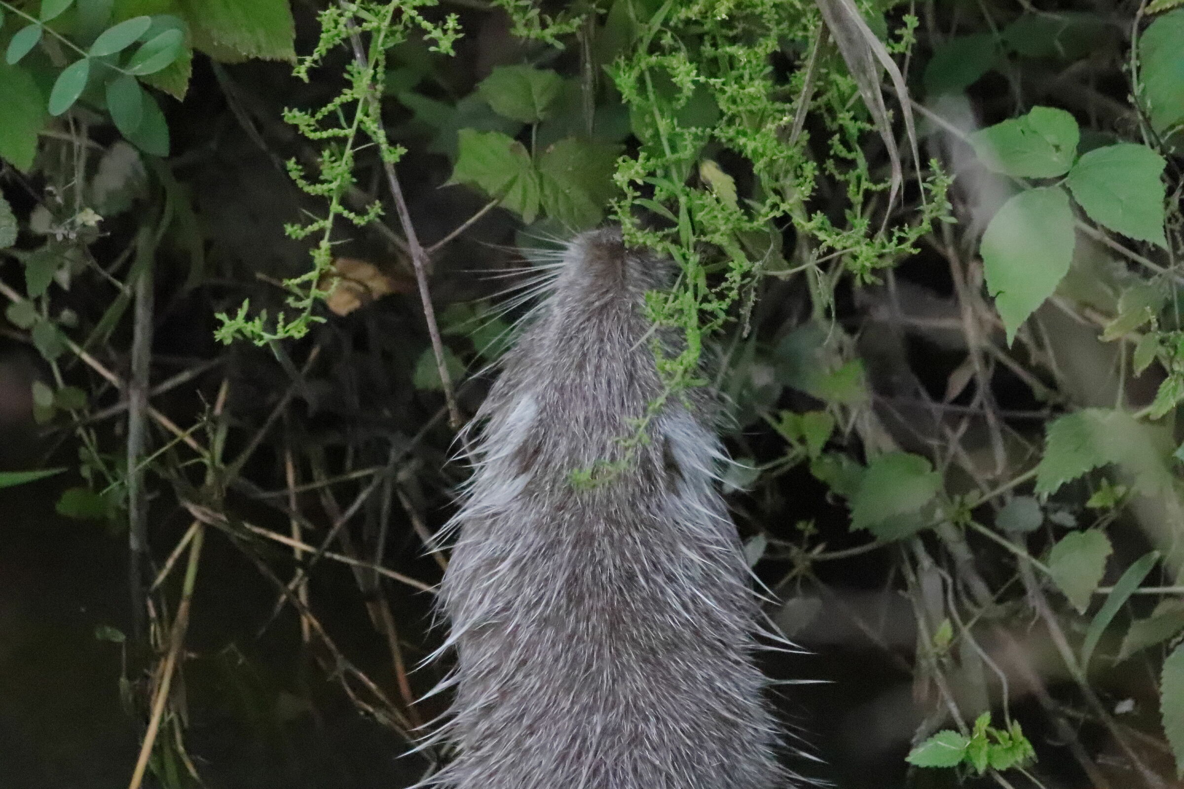 young nutria looks for tender shoots