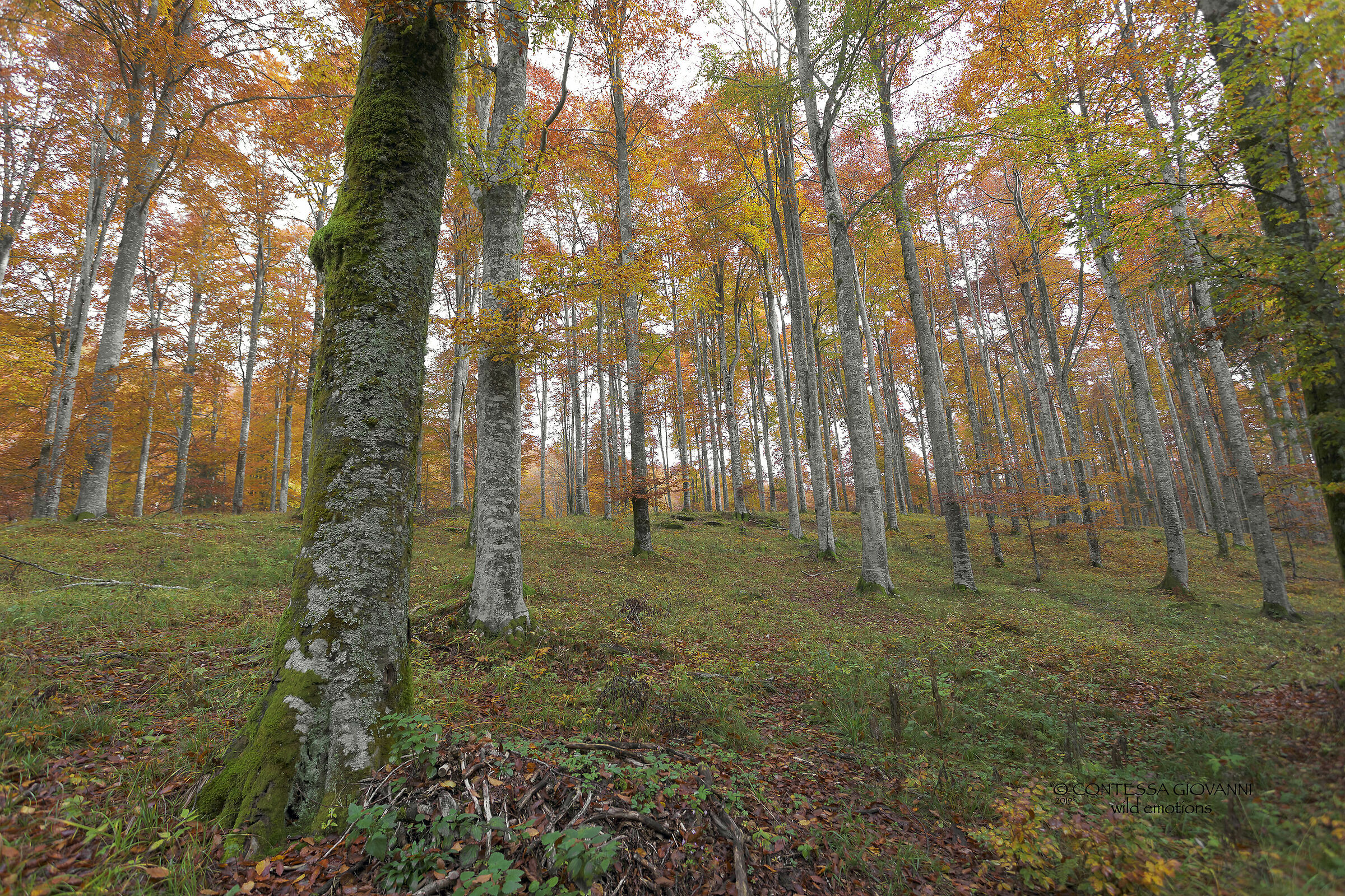 i colori del bosco .....
