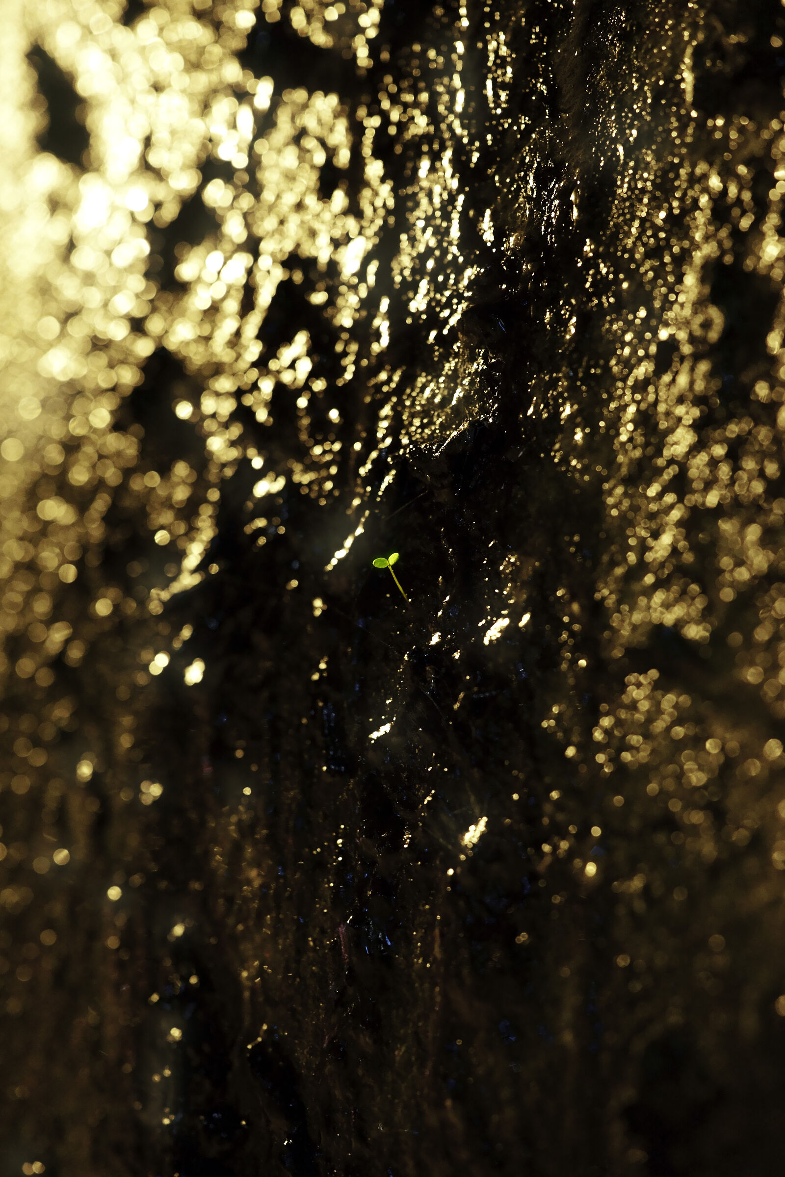 Small unexpected life