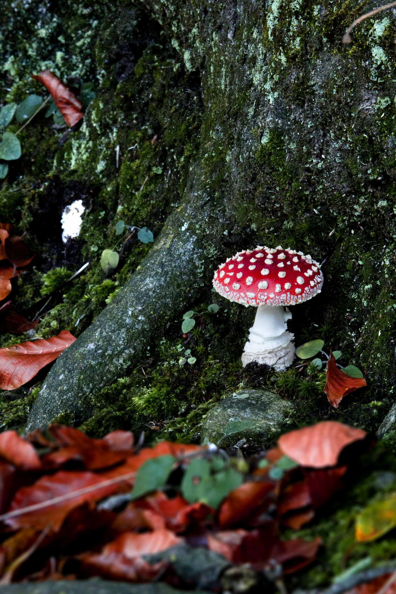 Fungo Rosso