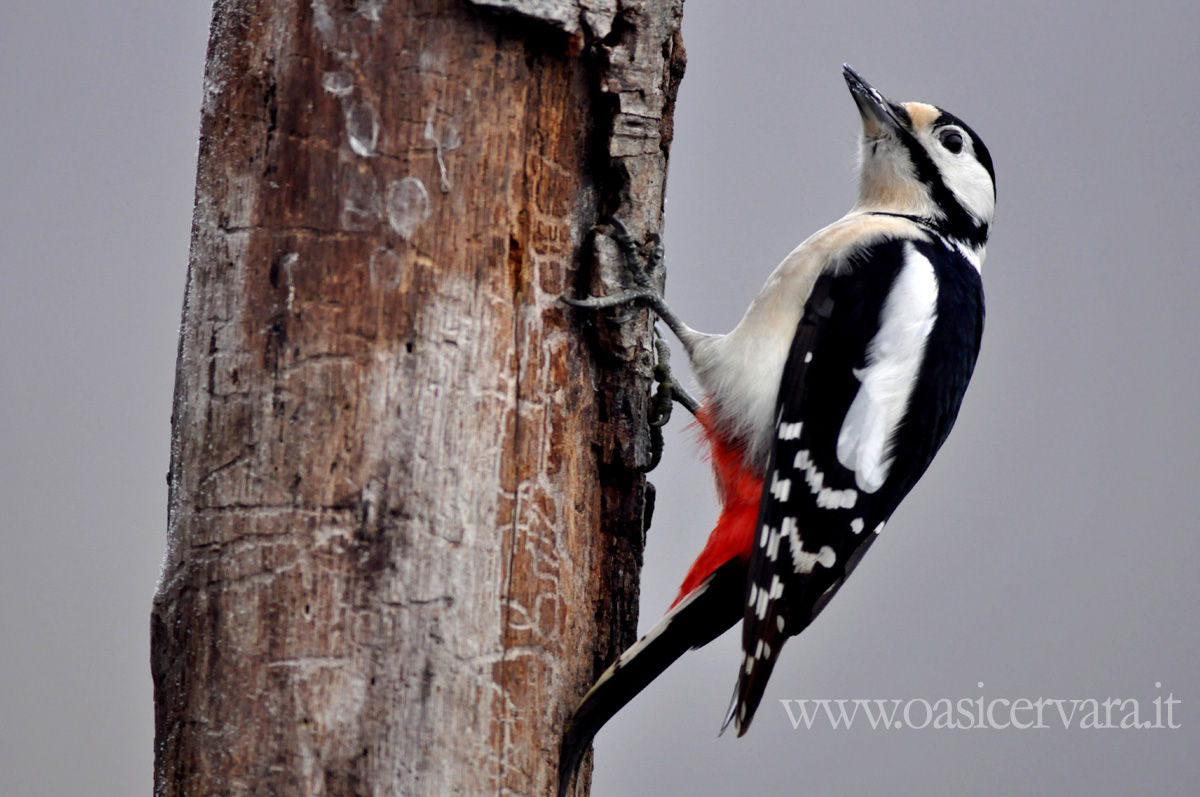 Picchio rosso maggiore al Capanno dei Beccaccini