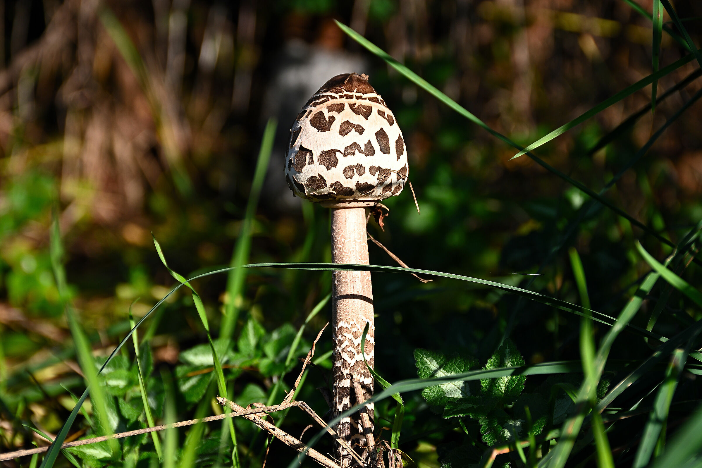 Macrolepiota procera