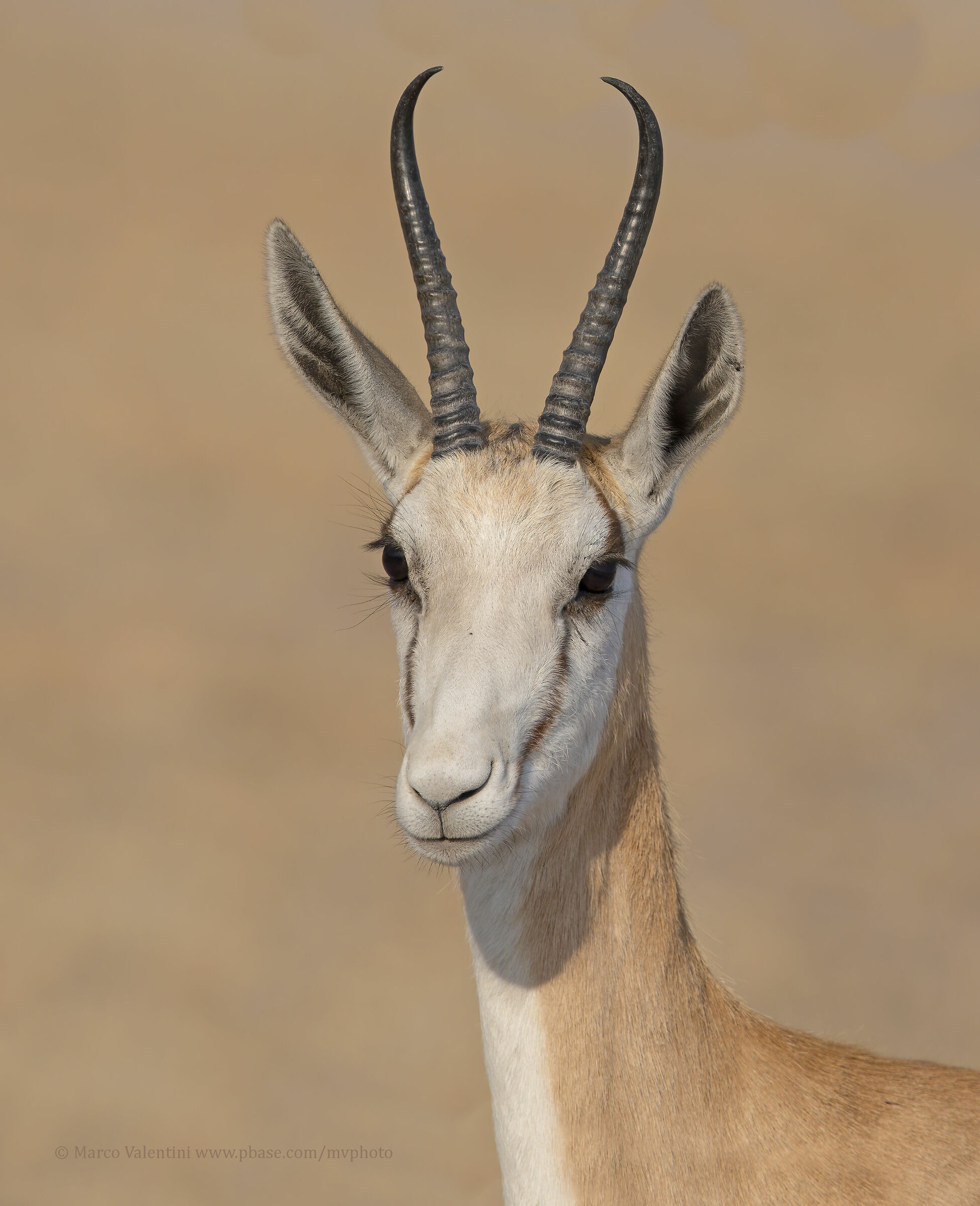 Ritratto allo Springbok 4k