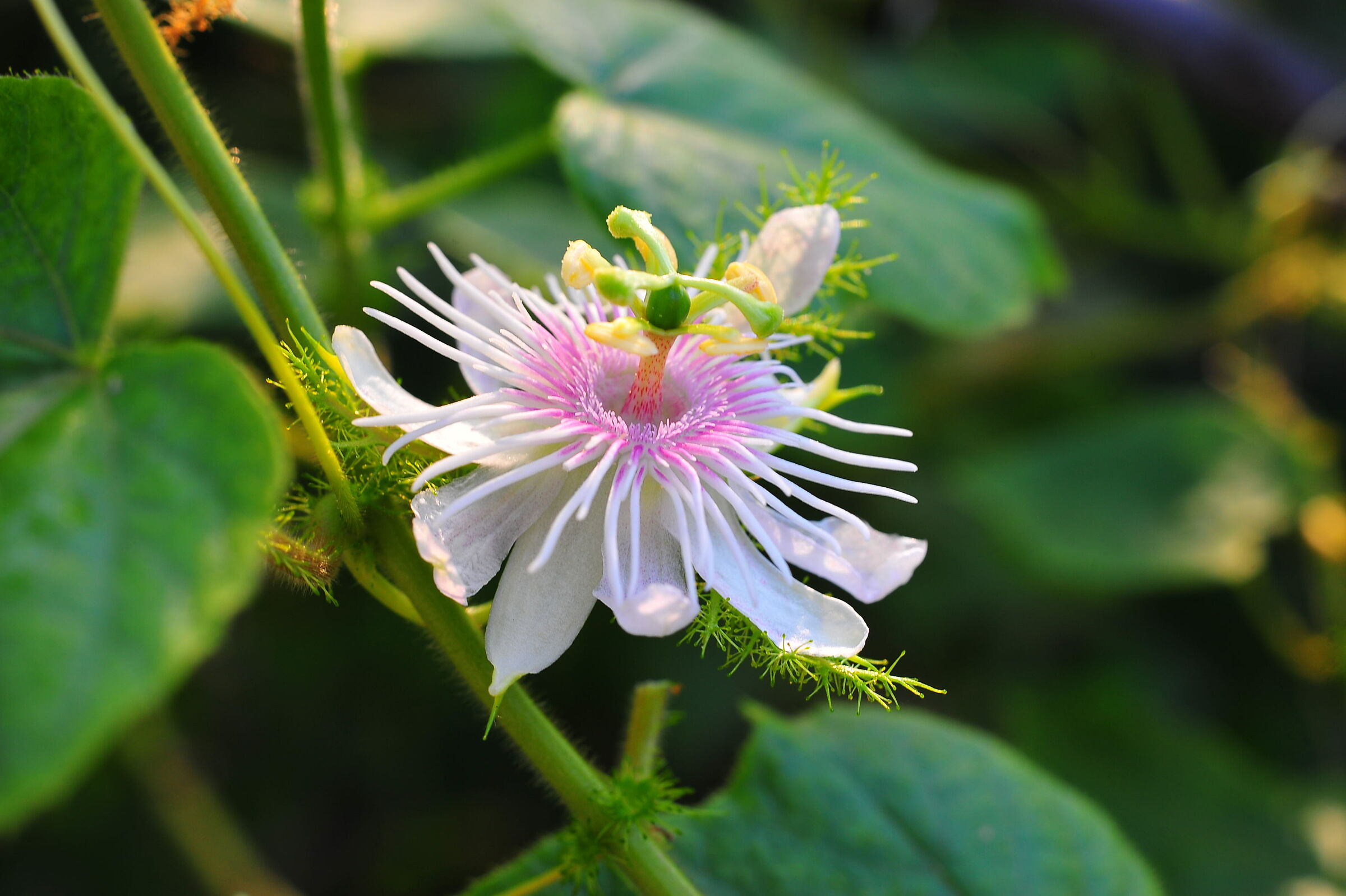 Fiore della passione